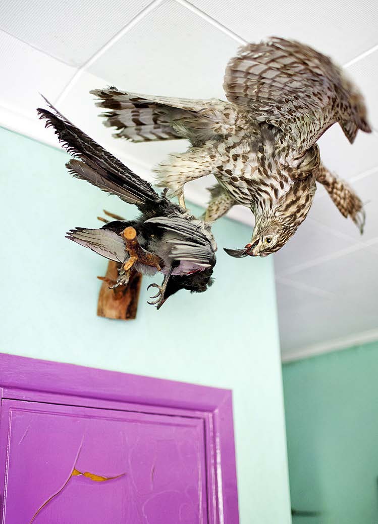 Haukka ja varis. Tunnetaan myös nimellä taistelevat Jämsät.