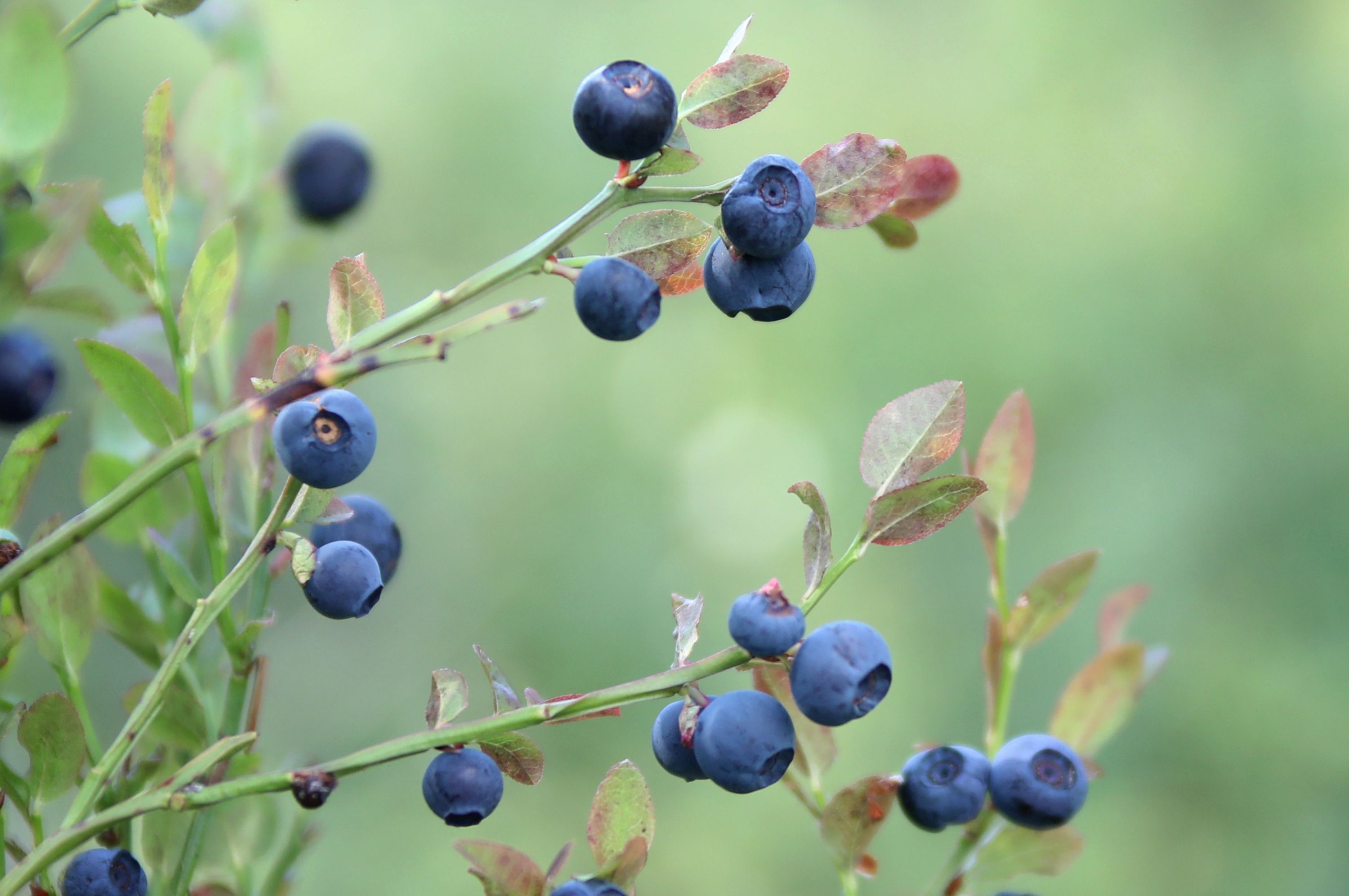 Kuva: Sanoma-arkisto / Kimmo Taskinen