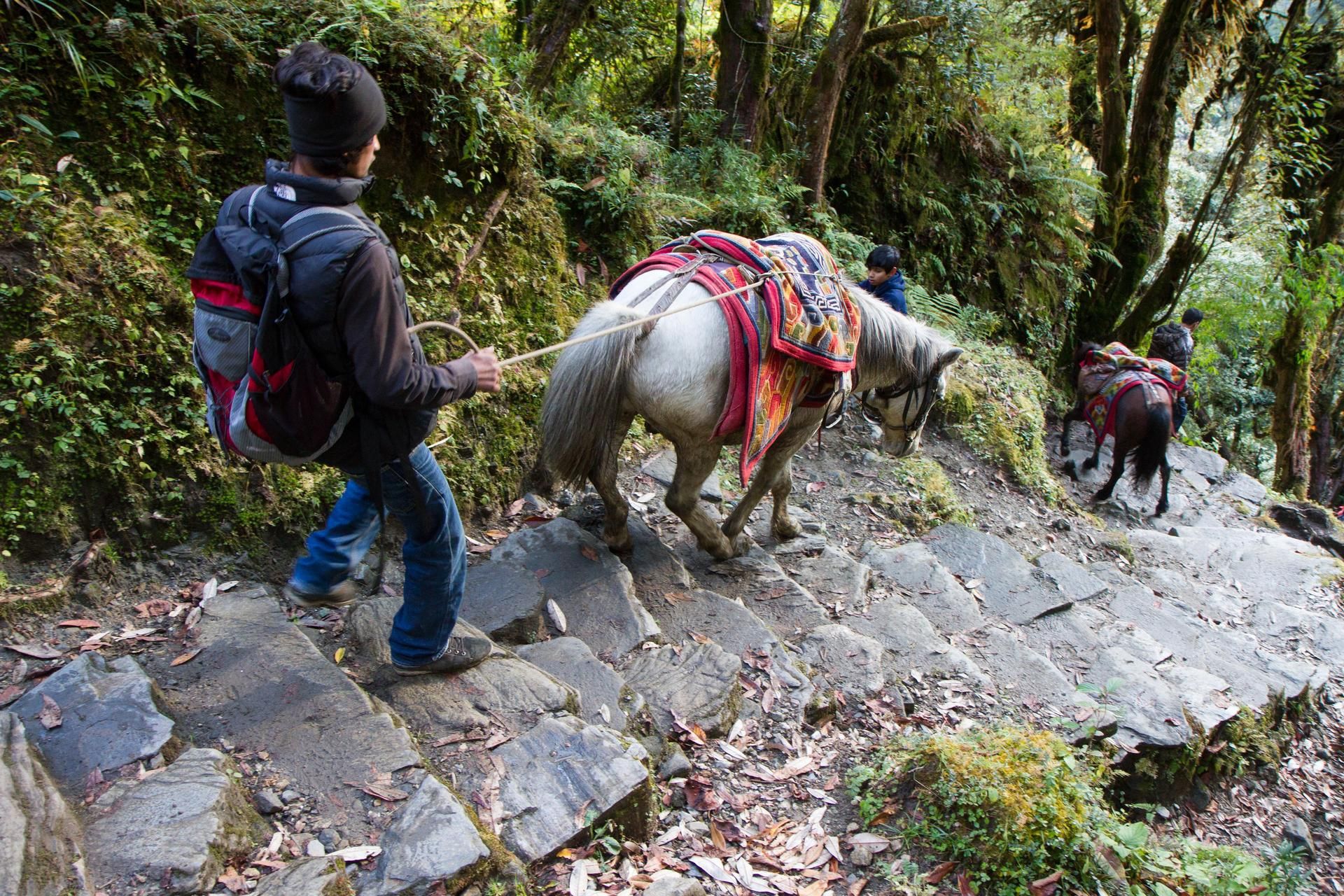  Muulit selviävät jyrkistä rappusista.