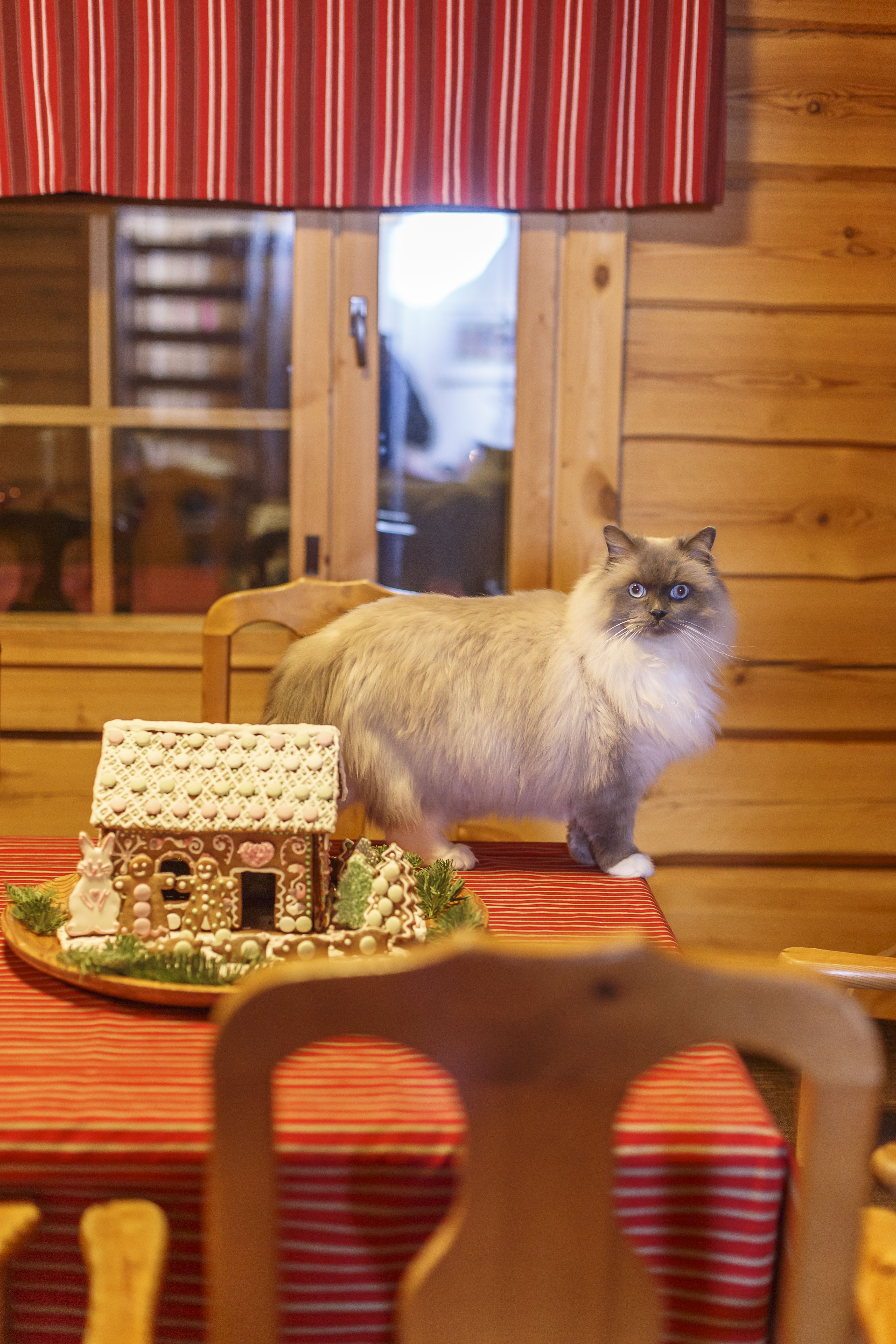 Mukana joulunvietossa oli myös Uniikki-kissa. Perhe tuo vuokramökille mukanaan myös piparkakkutalon.