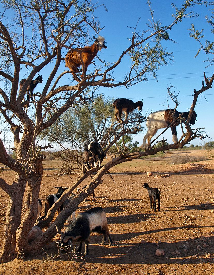 Vuohet kiipeilevät arganpuissa syömässä lehtiä.