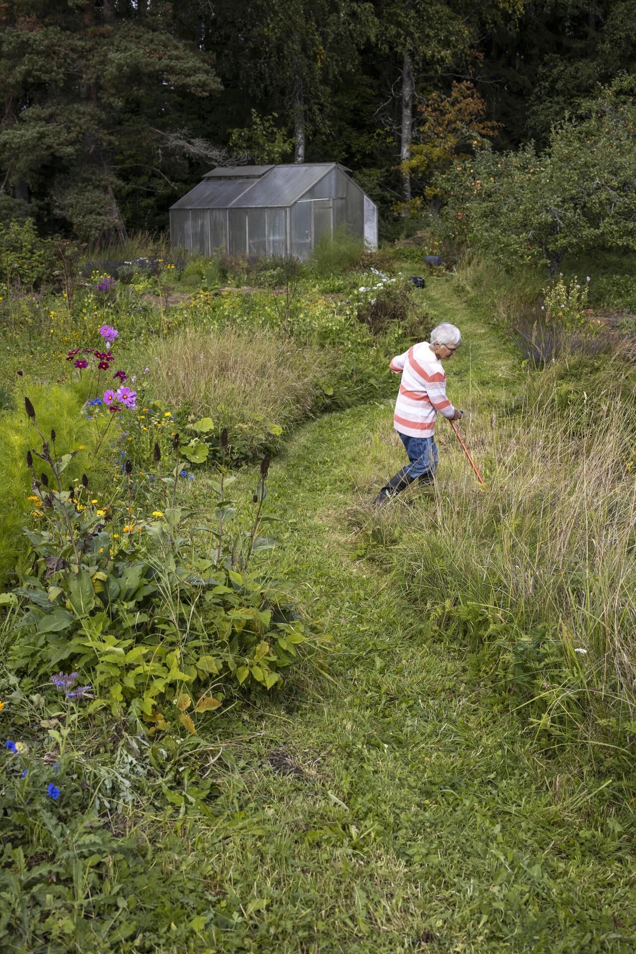Kateheinä saa omalta pihalta yllin kyllin.
