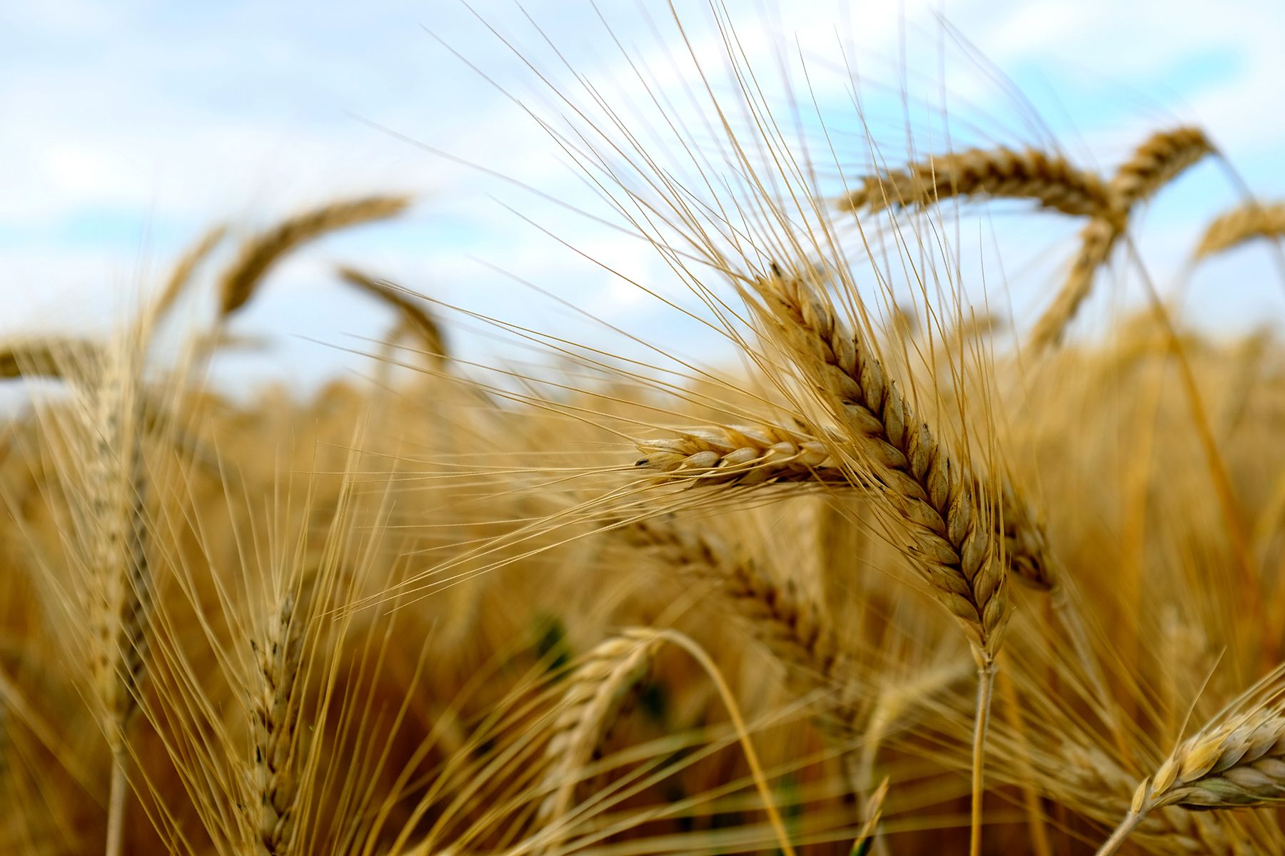 Kuvaaja Juha Lampinen. ”Olin lenkillä koiran kanssa pellonlaidalla itäisellä Uudellamaalla. Koira juoksi vapaana, minä konttasin pellossa kameran kanssa.”