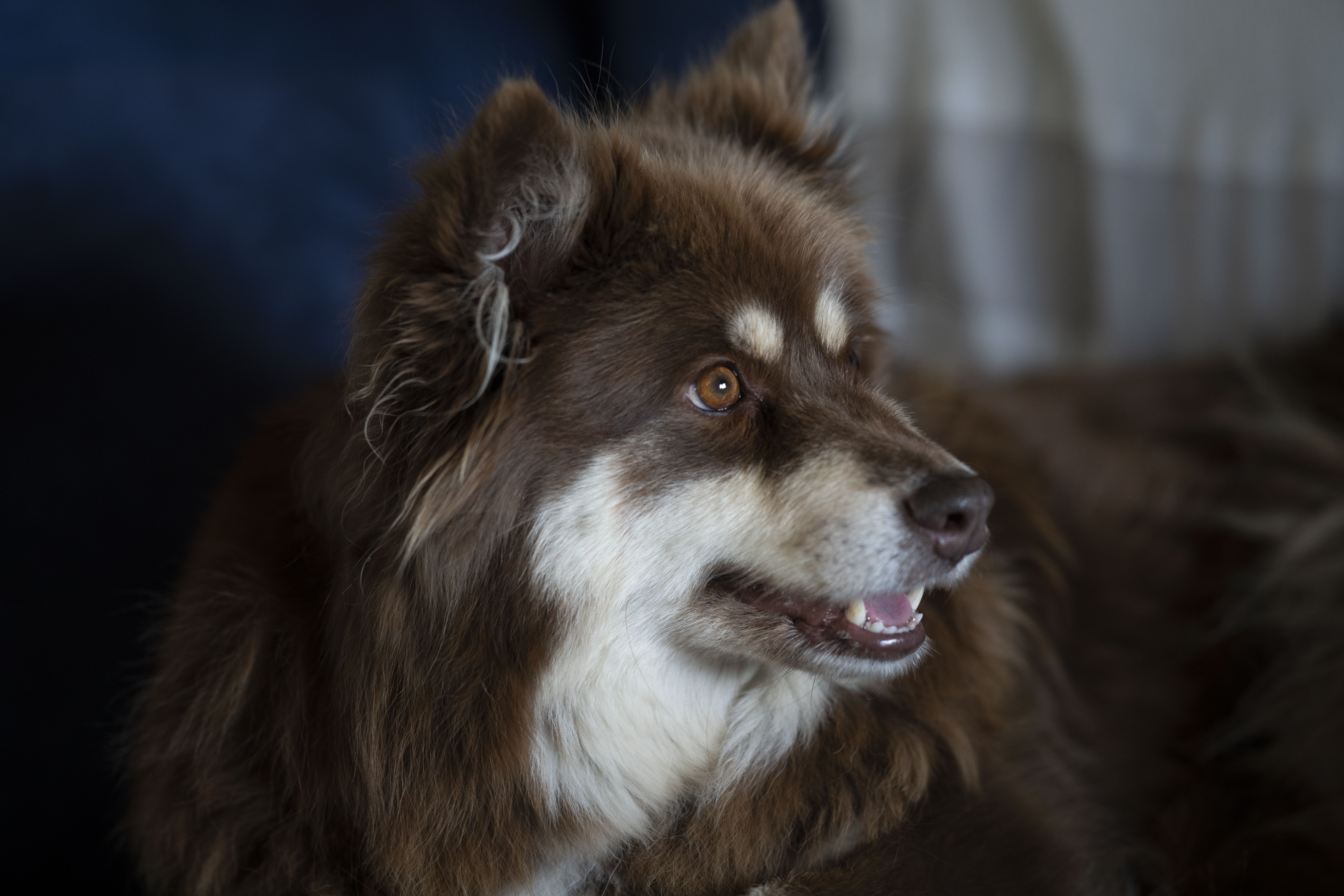 Myös lapinkoira Unna nauttii&nbsp;elämästä erämaan lähellä.