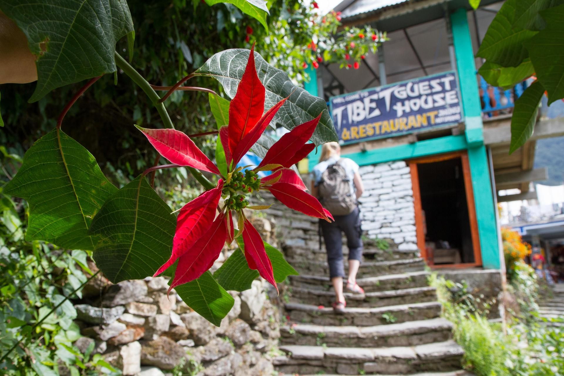 Jättimäiset joulutähdet kukkivat Nepalissa jo hyvissä ajoin ennen joulua.
