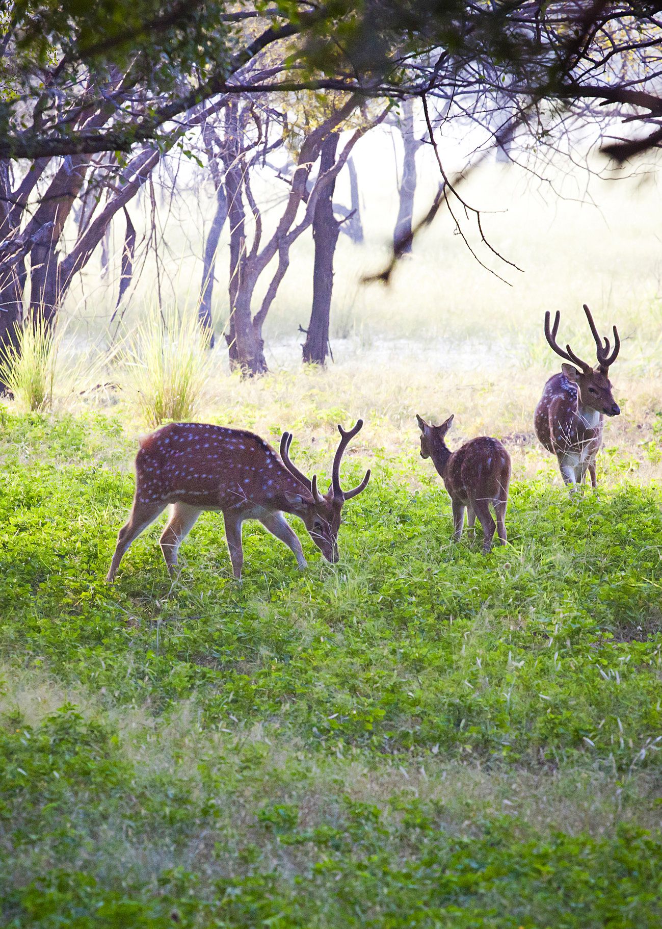 Rathamboren safarilla näkyi tällä kertaa peuroja, antilooppeja ja krokotiileja.