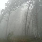 Hurja ukkosvideo Joensuusta - metsä kaatui silmien edessä