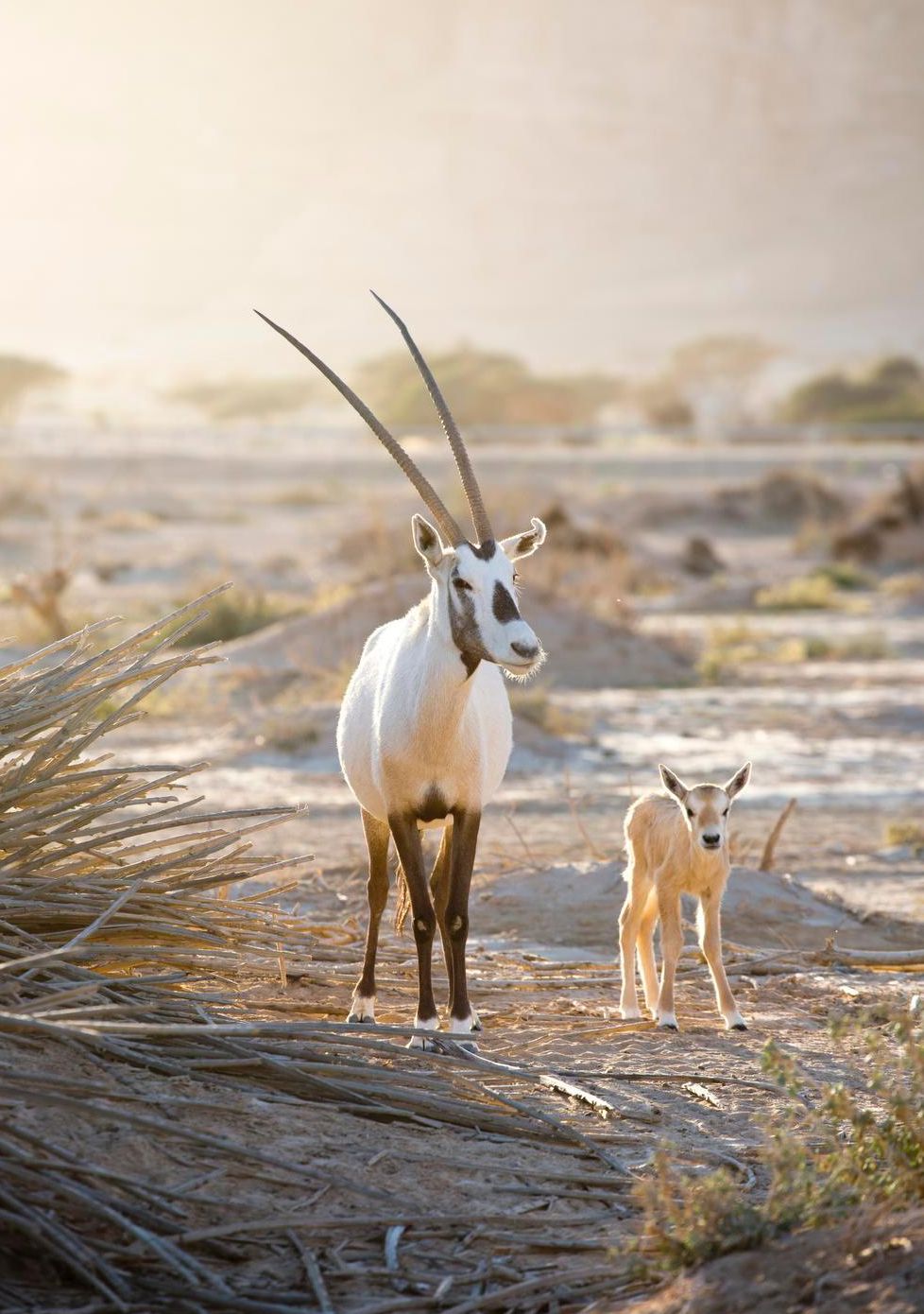 Valkobeisa elää laumassa. Se hävisi luonnosta 1972, mutta pelastettiin sukupuutolta.