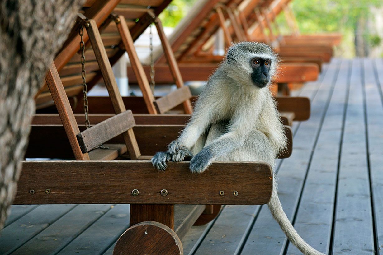 Marakatti on seurallinen otus.