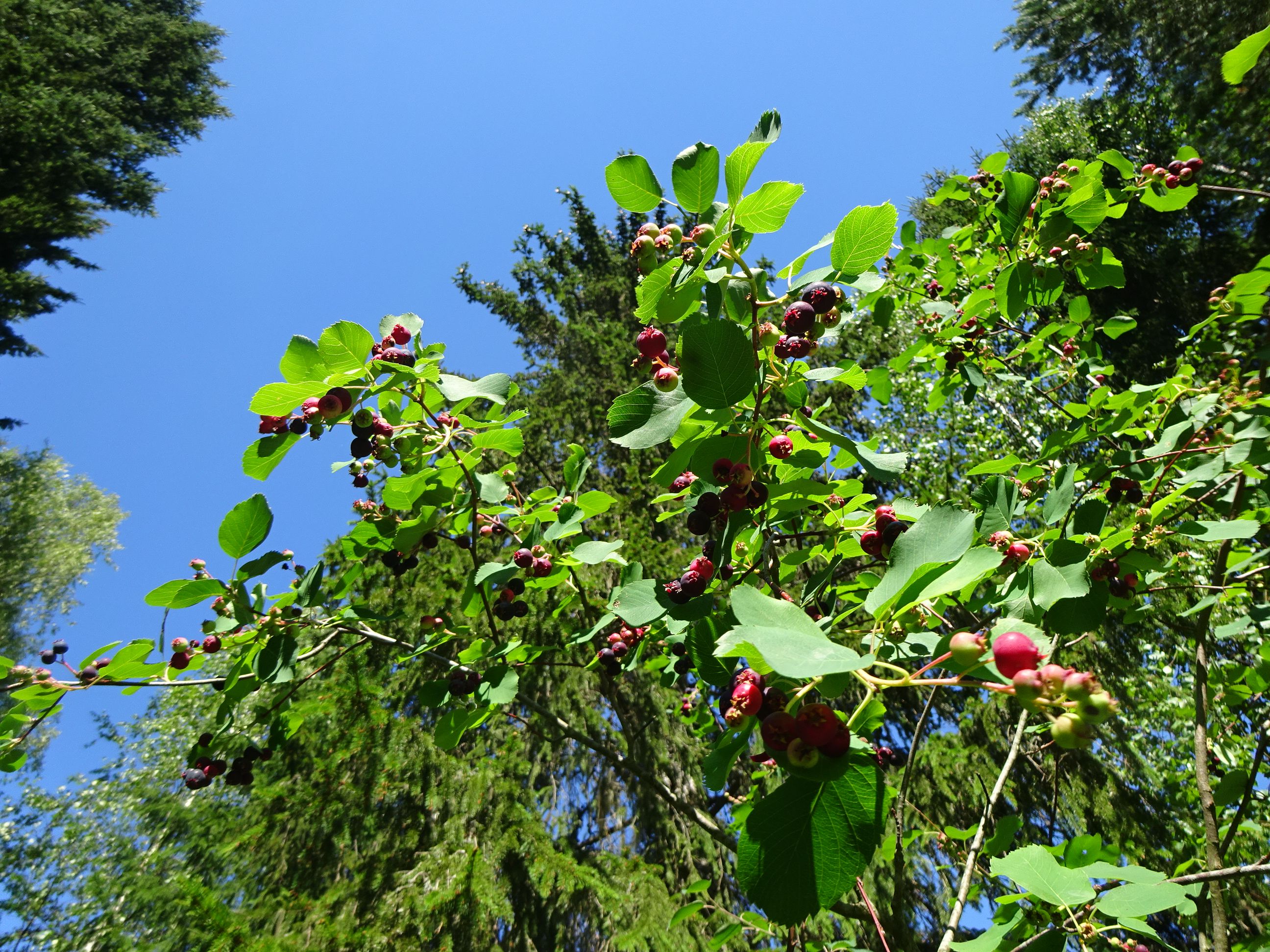 Golden Gate -silta on nimetty merelle johtavan salmen mukaan.