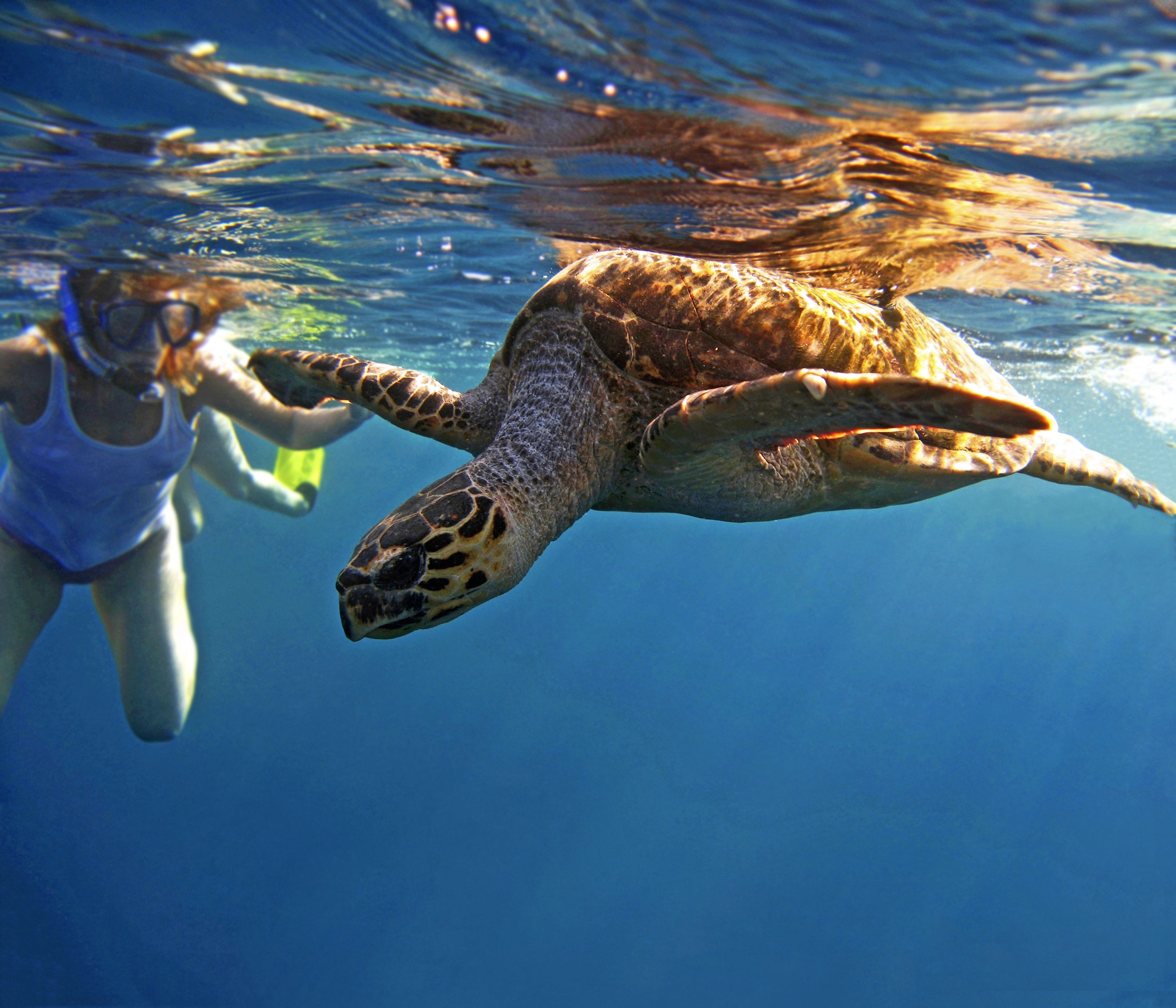 Maalla kömpelö, vedessä sulava­liikkeinen. Kilpikonnan kohtaaminen jää mieleen.