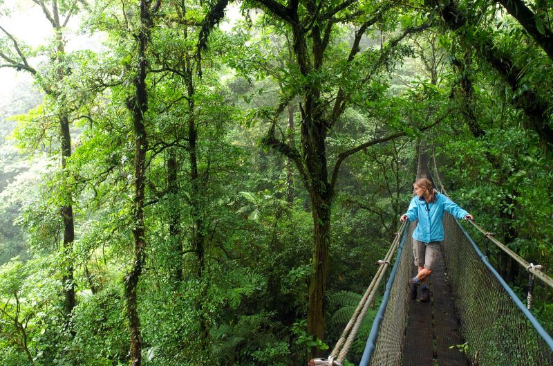 Viidakon poikki on viritetty riippusiltoja.