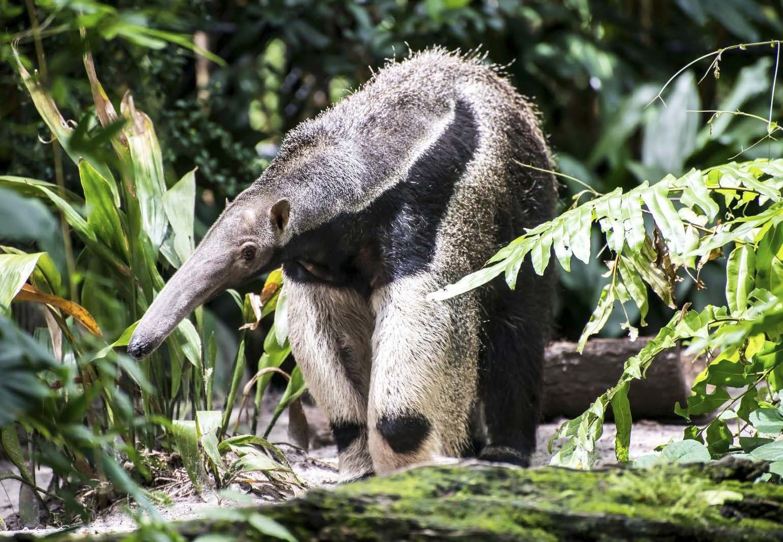 Isomuurahaiskarhu syö hyönteisiä.