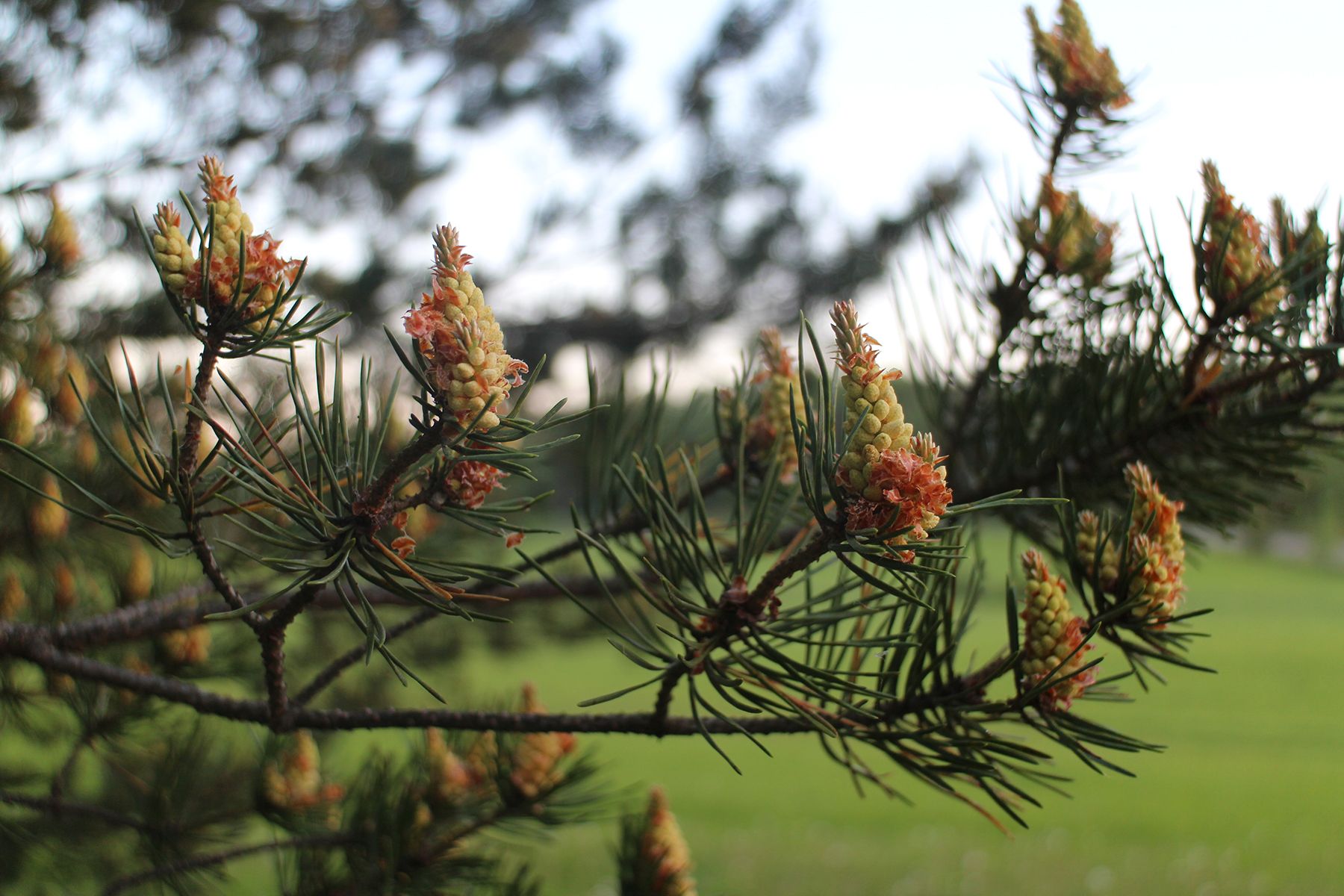 Kuvaaja Anni Varpula. ”Sinä vuonna kesä oli reilusti myöhässä. Emme olleet nähneet vielä mitään kesän merkkejä, joten lähdimme kaupungista Veikkolaan ja Tervalammelle. Olin ihan fiiliksissä, kun näin männyn kukinnot.”