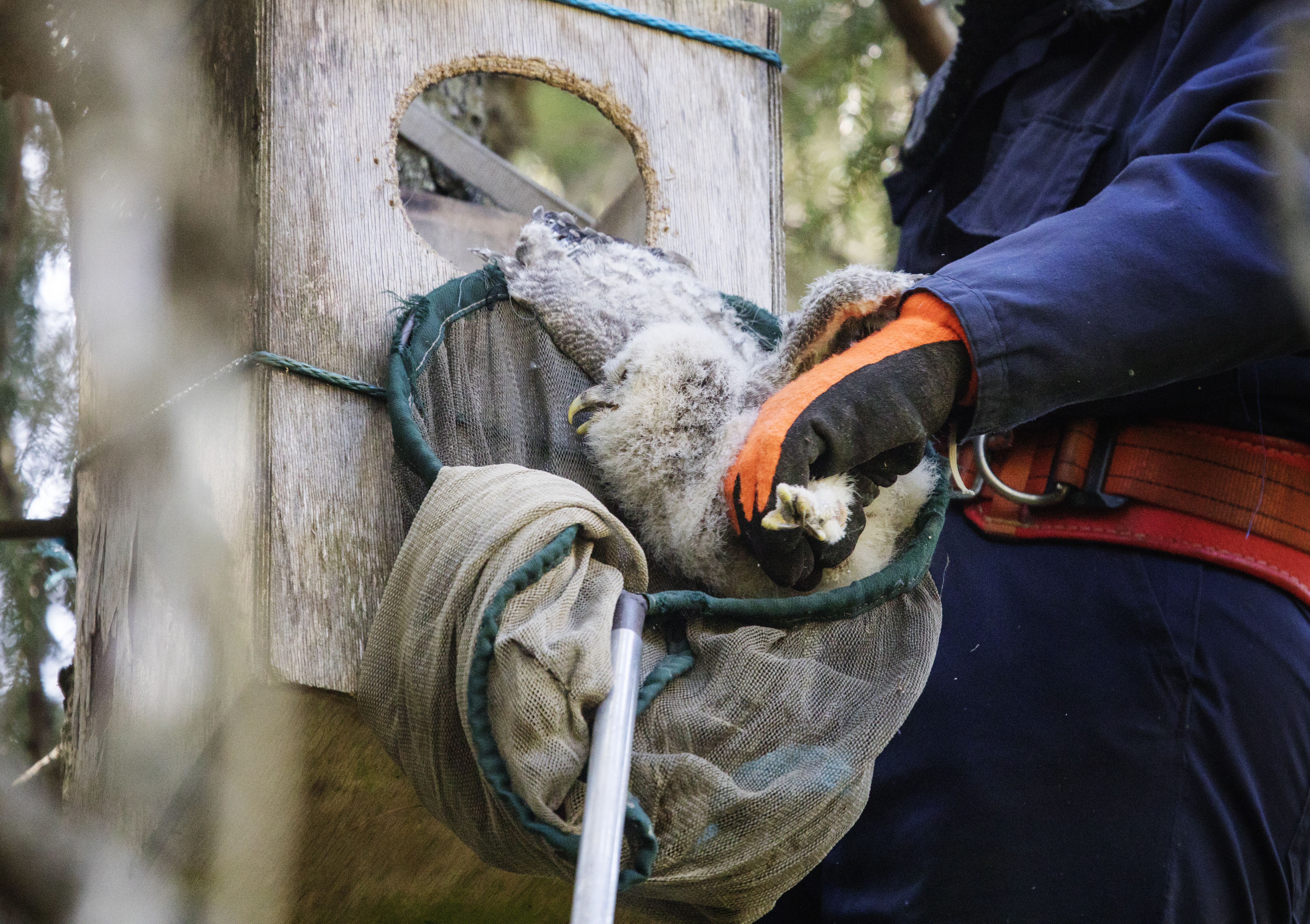 Poikaset siirretään haavilla.