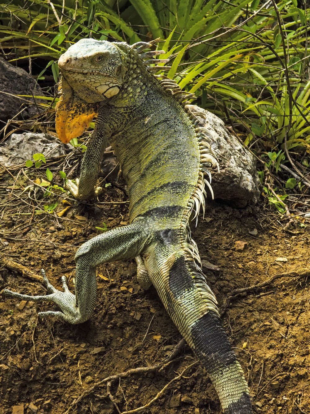 Kiltti kovanaama. Siellä täällä viilettävä iguana on saaren kansalliseläin.