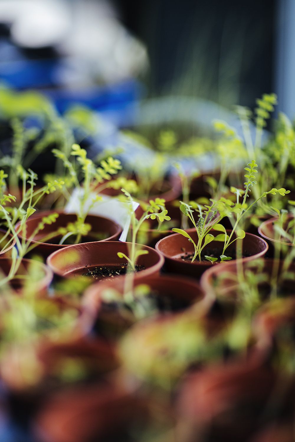 Talvipuutarhassa idätetyt kukat ja yrtit odottavat siirtoa ulkoterassille.