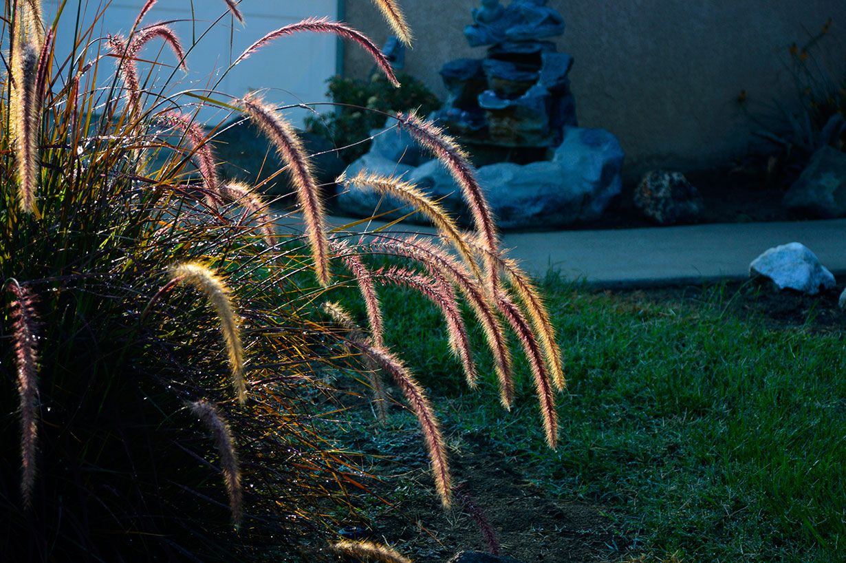 Heinäkasvit kuten arabian sulkahirssi yleistyvät parvekkeillakin.