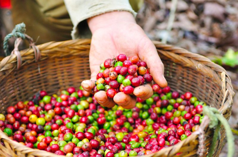 Kahvitiloilla voi seurata kahvinviljelyn arkea. Retket alkaen 17 euroa.