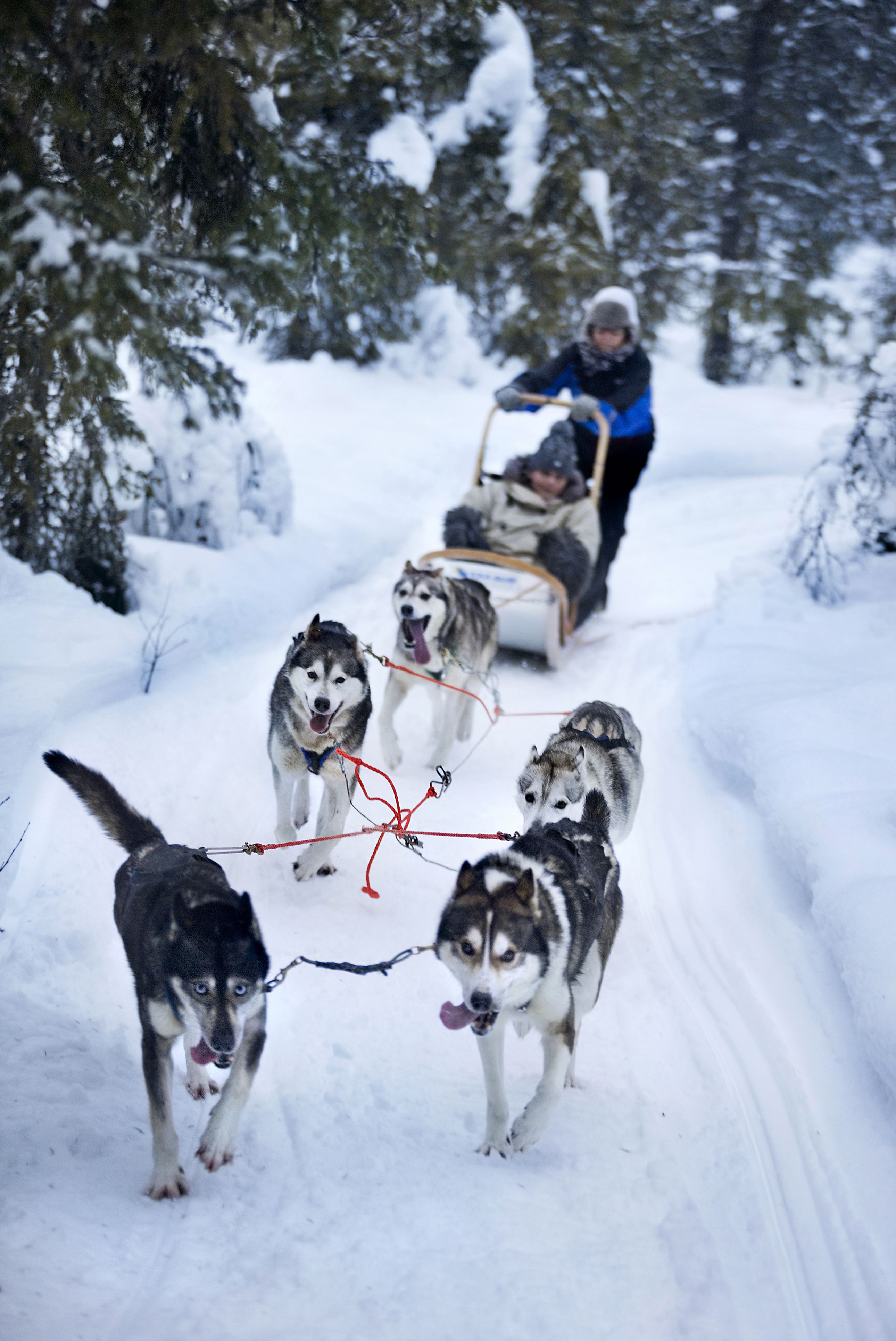 Koiravaljakolla ajo on hienoimpia tapoja kokea Kuusamon luonto.