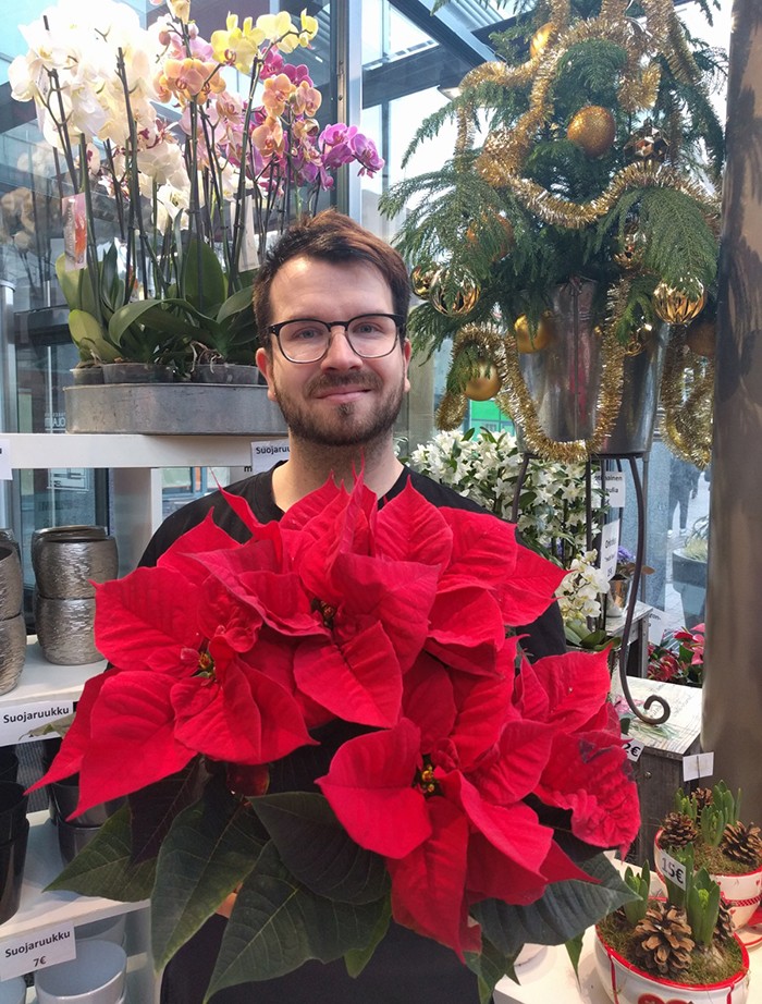 – Joulutähti pitää yhä pintansa, sanoo Bieder Ruoholahti -kukkaliikkeen Tapio Komminaho.
