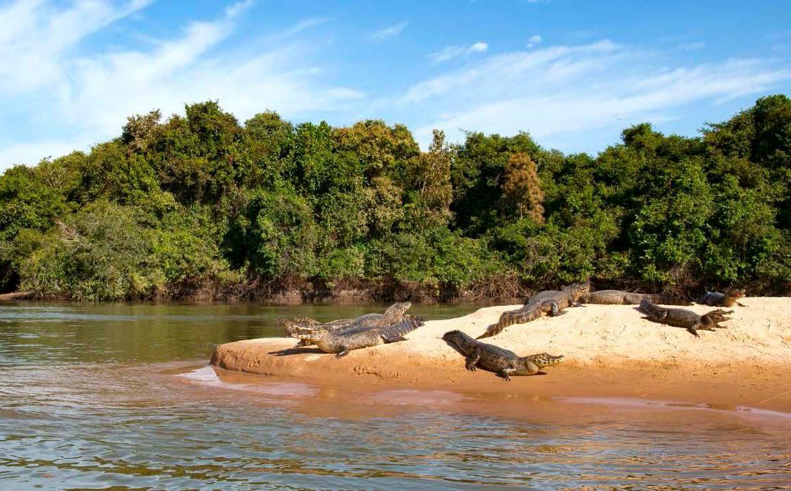 Krokotiilit päivystävät.