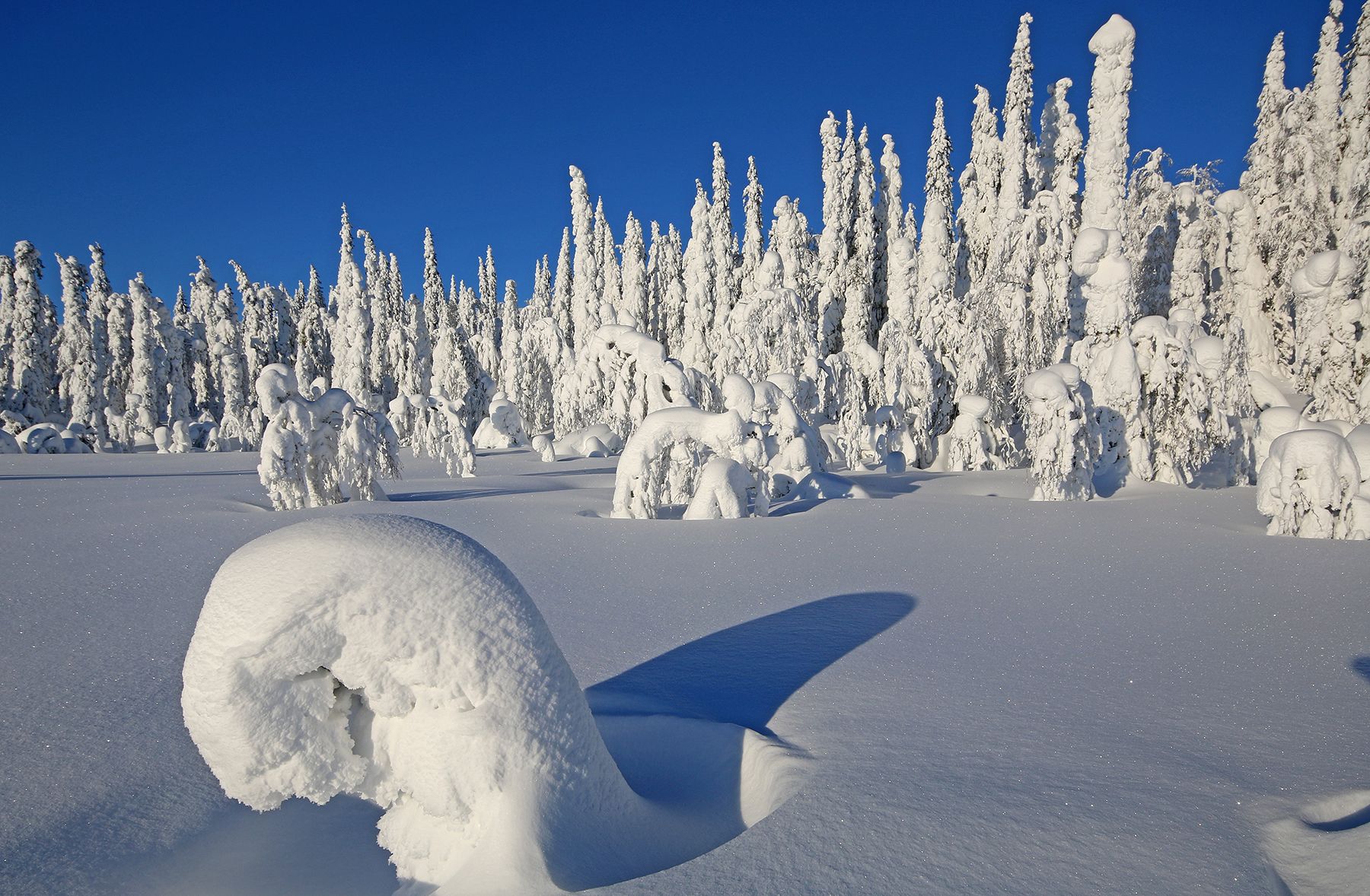 Kuvaaja Ari Väisänen. ”Kuva on Aakenustunturilta, joka on suosikkipaikkani. Pari kertaa vuodessa käymme Lapissa hiihtämässä. Tässä oli meneillään viikon ainoa aurinkoinen päivä, sellainen unelmien täyttymys. Takana oli 10 kilometriä umpihankihiihtoa, kun tämä maisema aukeni. Tykkylumi peitti kaikki laakson puut.”