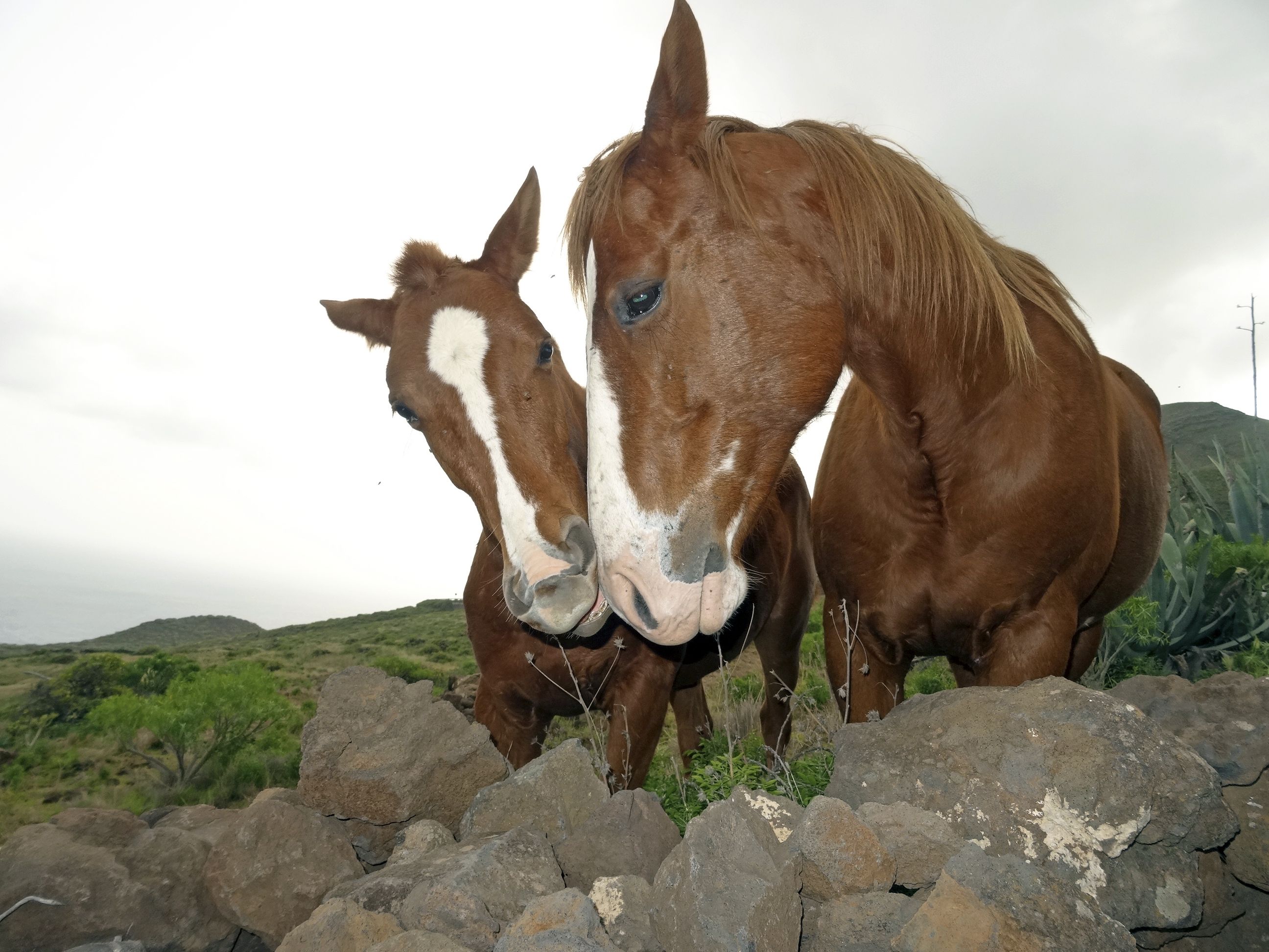 Ratsastusloma metsissä ja jyrkillä rantapoluilla voi olla ikimuistoinen.