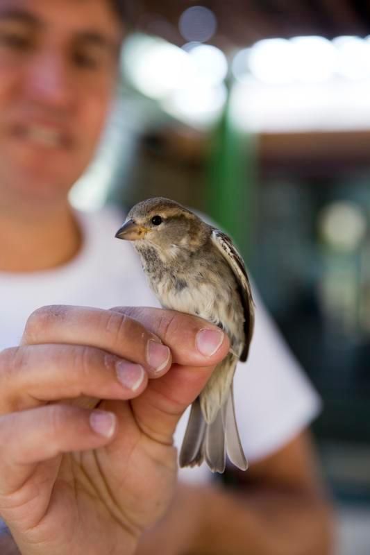 Hyvinkin kevyt lintu voi lentää tuhansia kilometrejä.