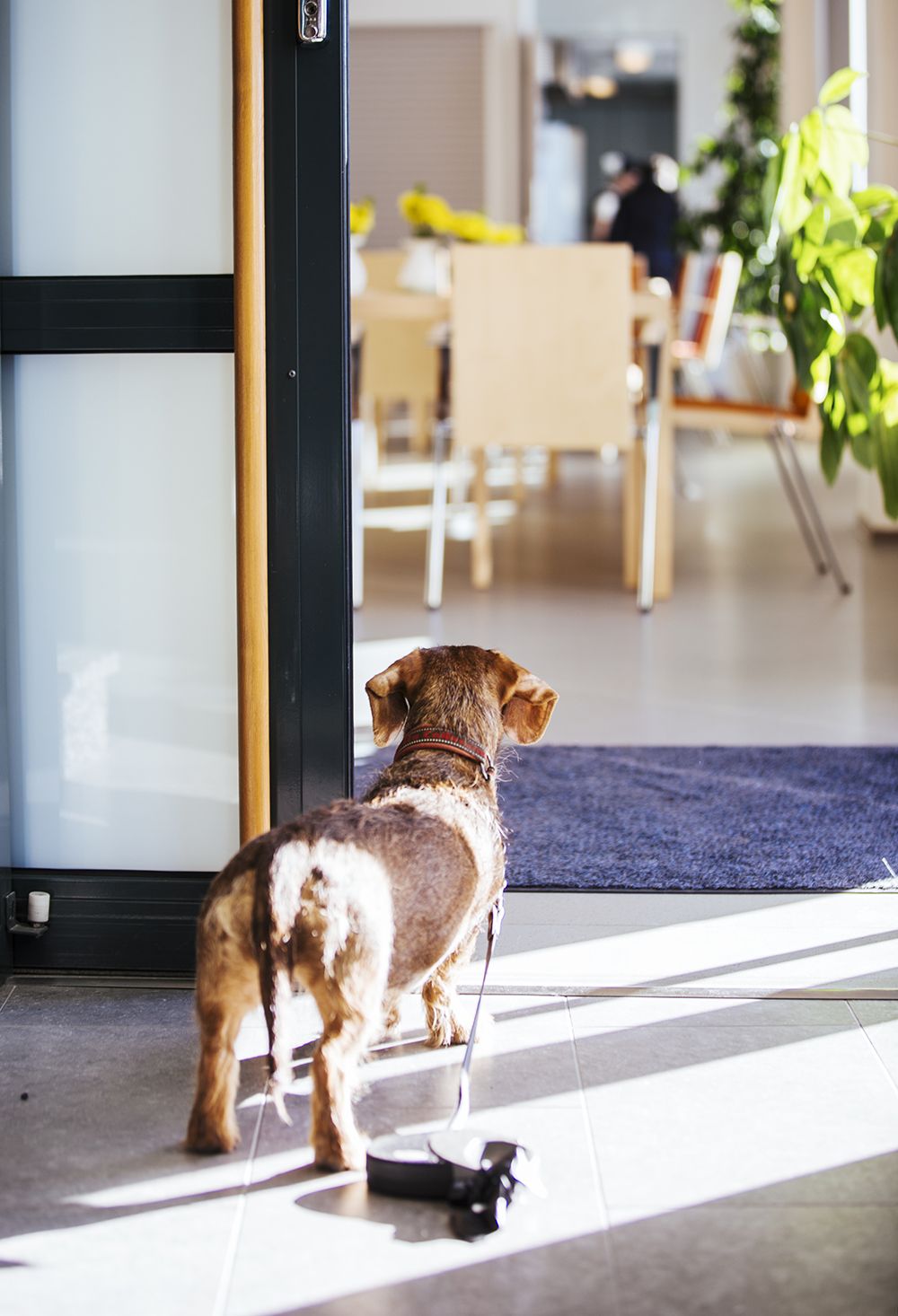 Mari Raunion ja Mikko Korkea-ahon mäyräkoira Pipsa mielii ulkoilemaan.