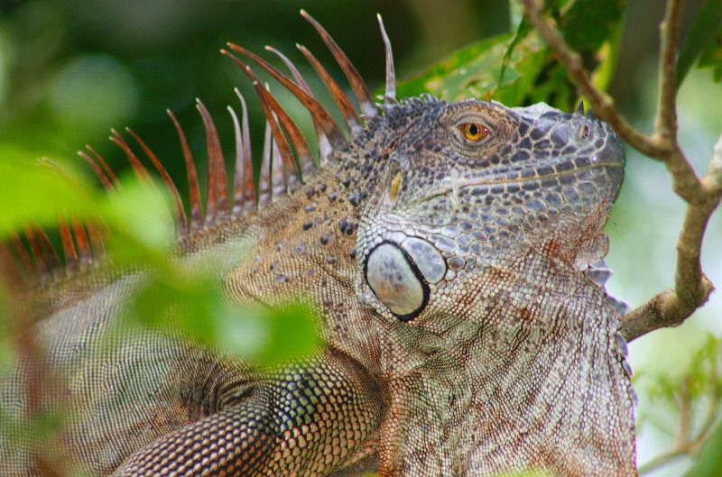Sarapiqui-jokiretkellä voi kohdata kaimaanin.