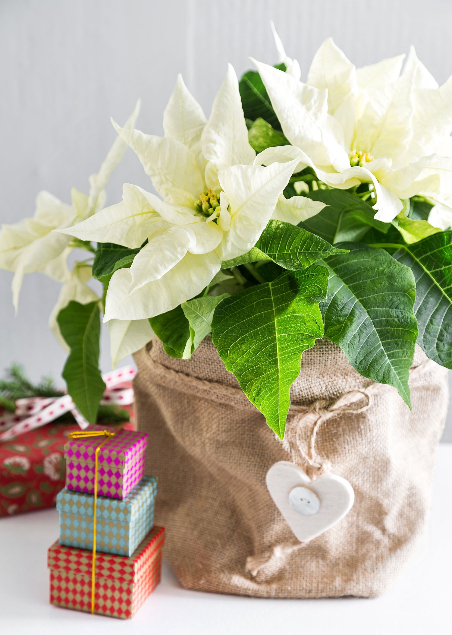 Kokoa yksittäiset joulutähdet ryhmäksi. Pussiksi käyvät myös erikokoiset kasvusäkit.