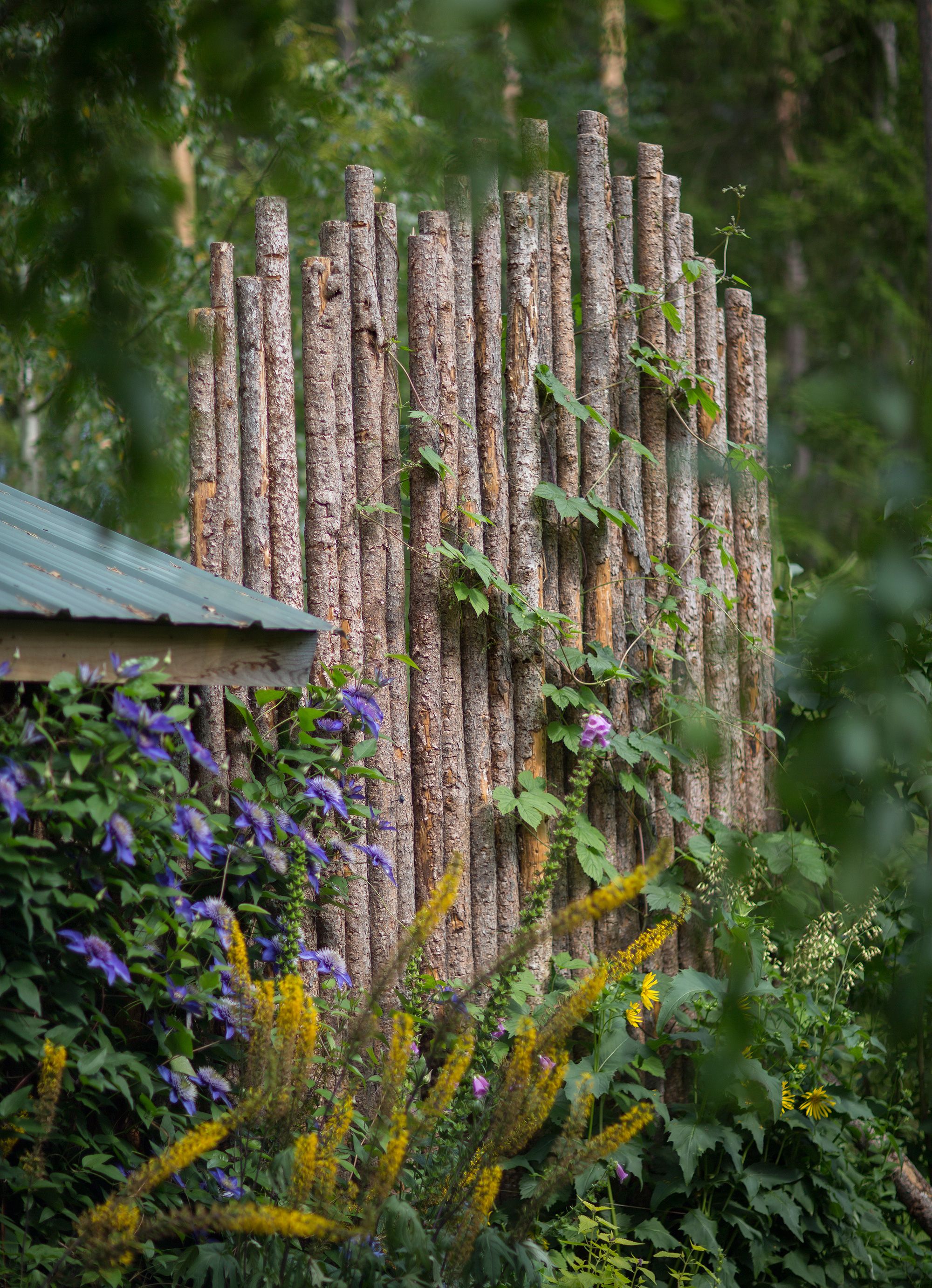 Lehtikuusirimoista tehty aita peittää takana olevat kompostit ja toimii humalan tukena.