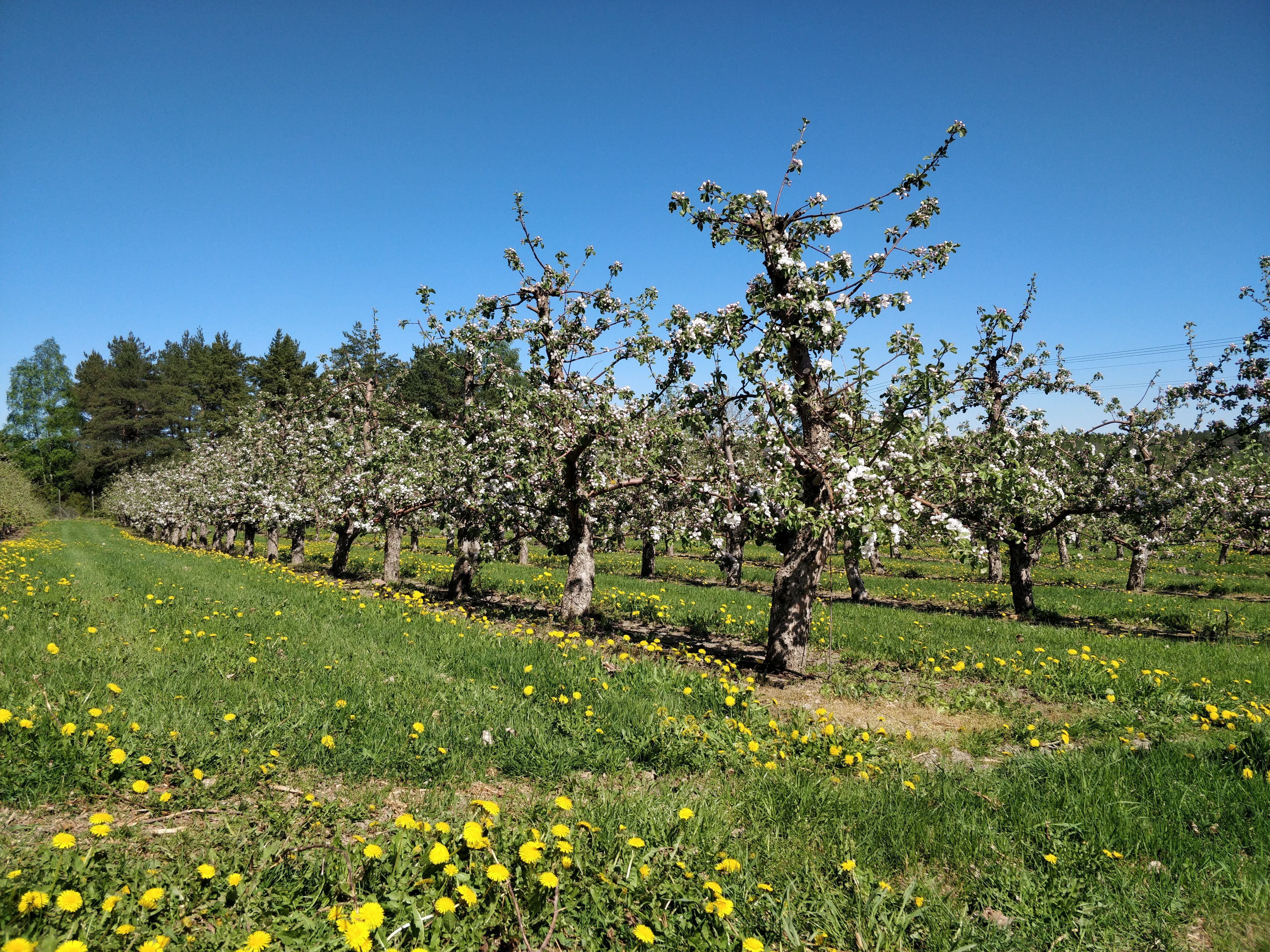 Valtaosa kaupan kotimaisista omenista tulee Ahvenanmaalta.