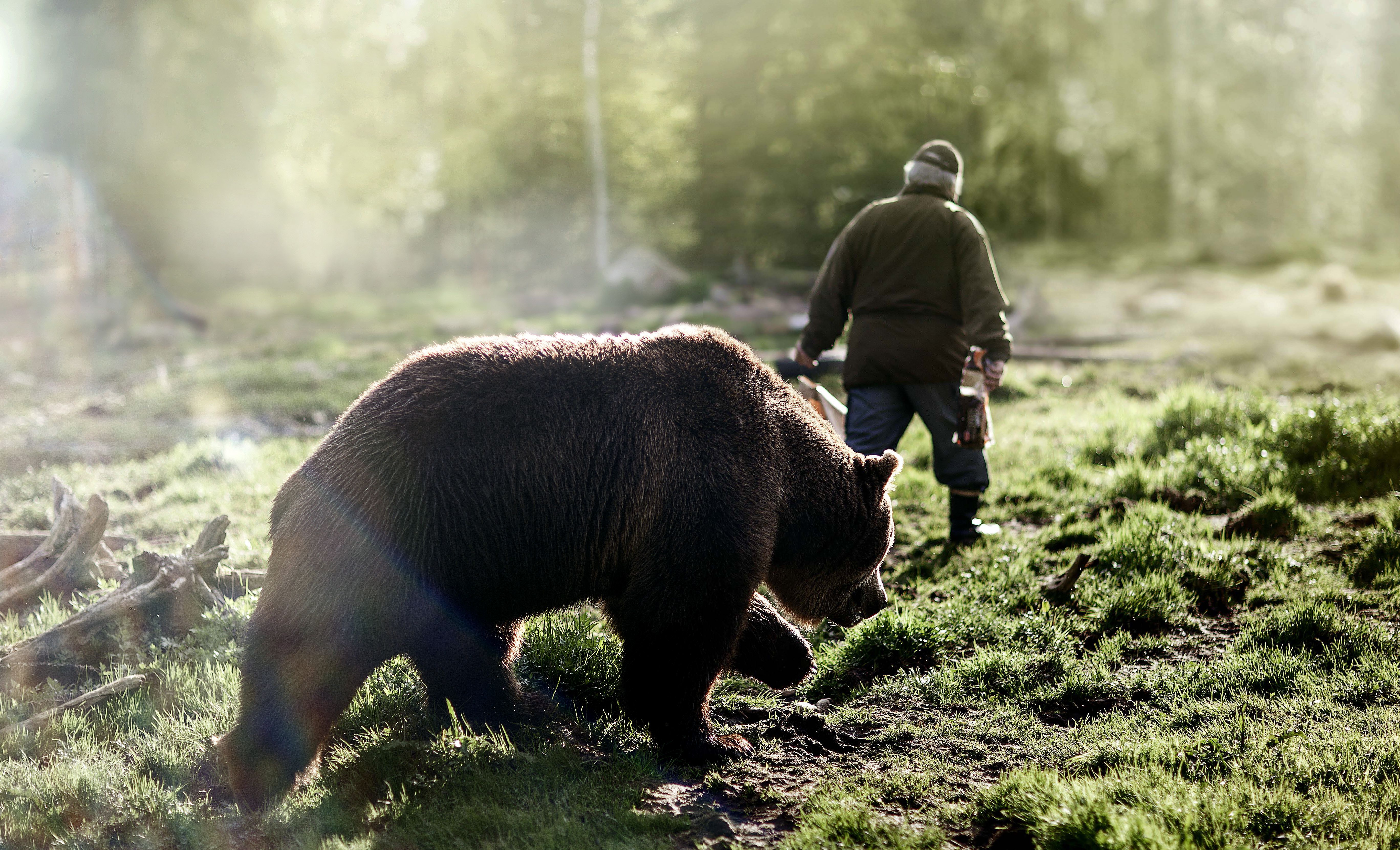 Isä ja poika. Sulo Karjalaisen ja Vyöti-karhun askelet sopivat hyvin yhteen. 