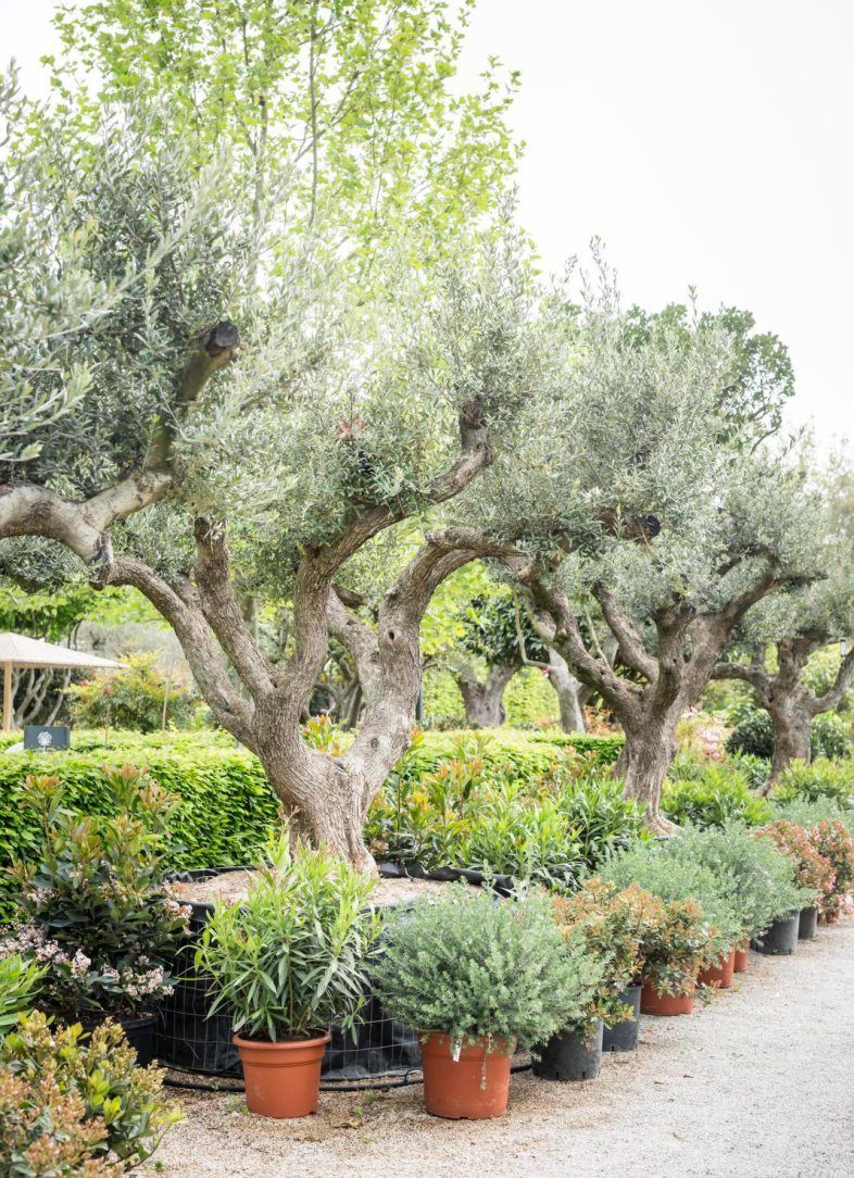 Vihreän eri sävyt tuovat pihalle elävyyttä ja kerroksellisuutta.