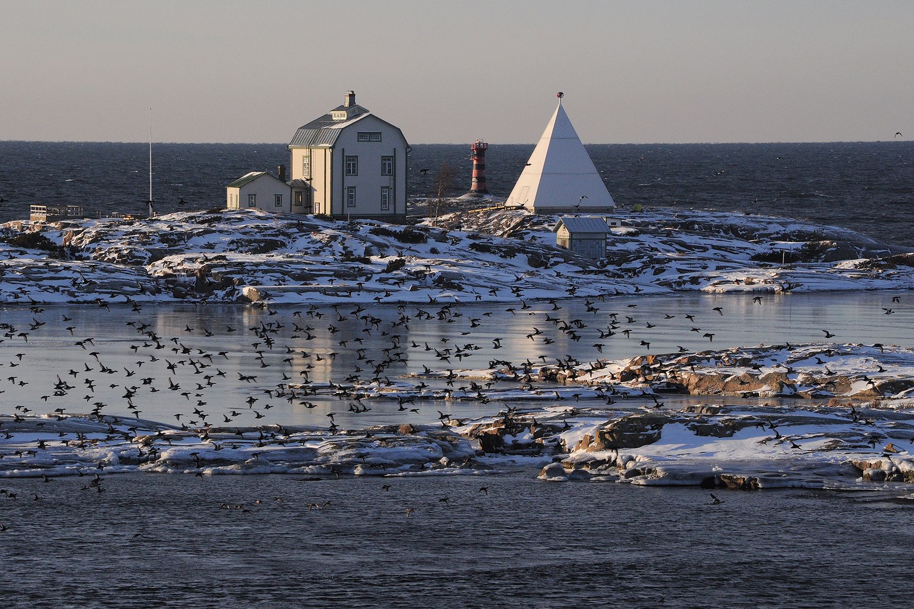 Kuvaaja Juha Majala. ”Ahvenanmaalla Maarianhaminan lähellä sijaitsee tämä kaunis talo saarella, jonka ympäristö on sula talvellakin joten siihen jää aina lintuja talvehtimaan. Laiva oli juuri ohittamassa pikkusaarta, siksi linnut pyrähtivät lentoon. Kuva on otettu helmikuussa.”
