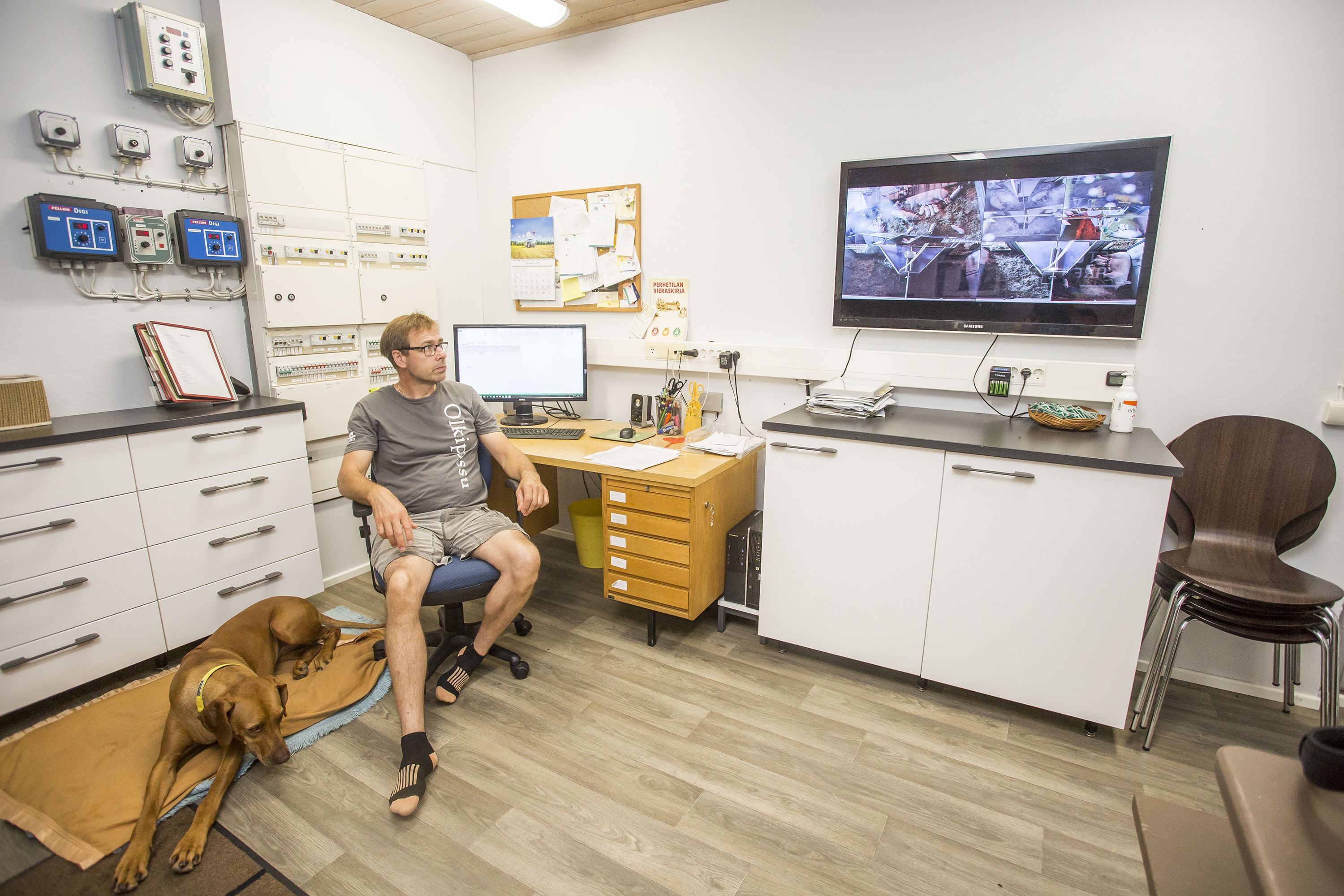 Jari Ollikkala voi tarkkailla sikojen toimia toimistonsa monitoreista. 