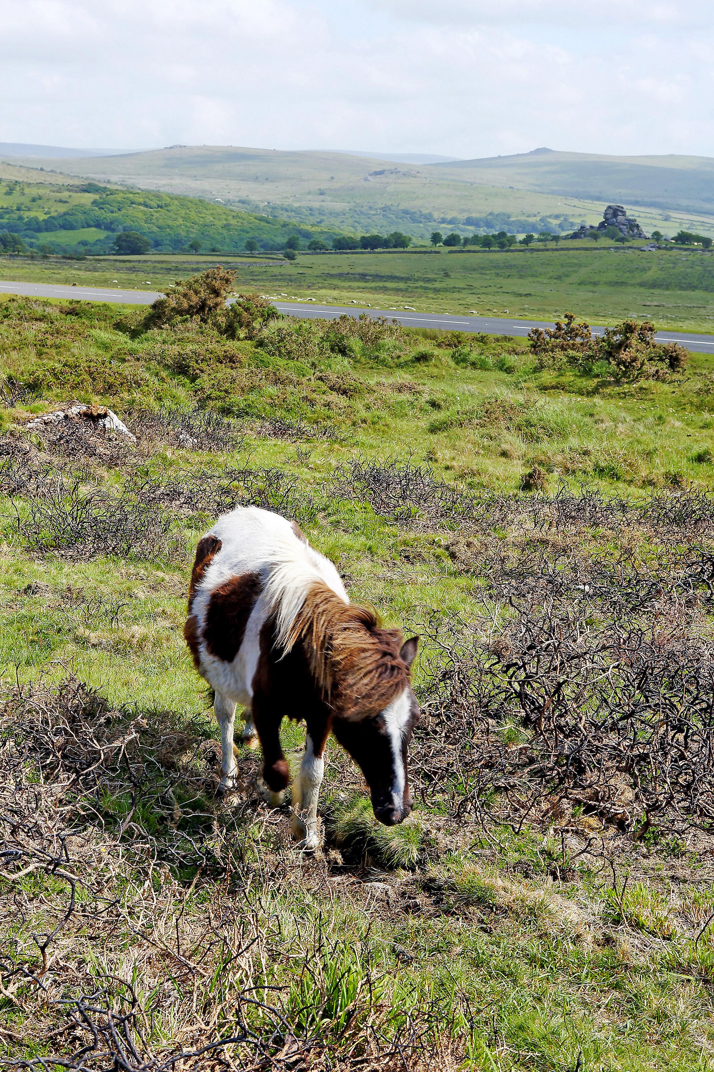 Dartmooren nummi on ponien ja lampaiden laidunmaata.