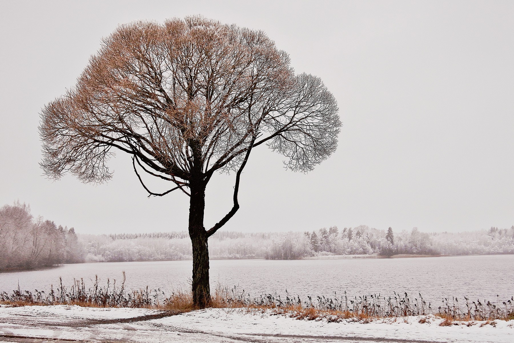 Kuvaaja Tuula Joof. ”Tohloppi on kilometrin pituinen järvi Tampereella, kierrän sitä usein lenkilläni. Järven rannalla kasvaa korkea Terijoensalava. Lajin arvellaan olevan kotoisin Karjalankannakselta. Puu on kaunis jokaisena vuodenaikana.”