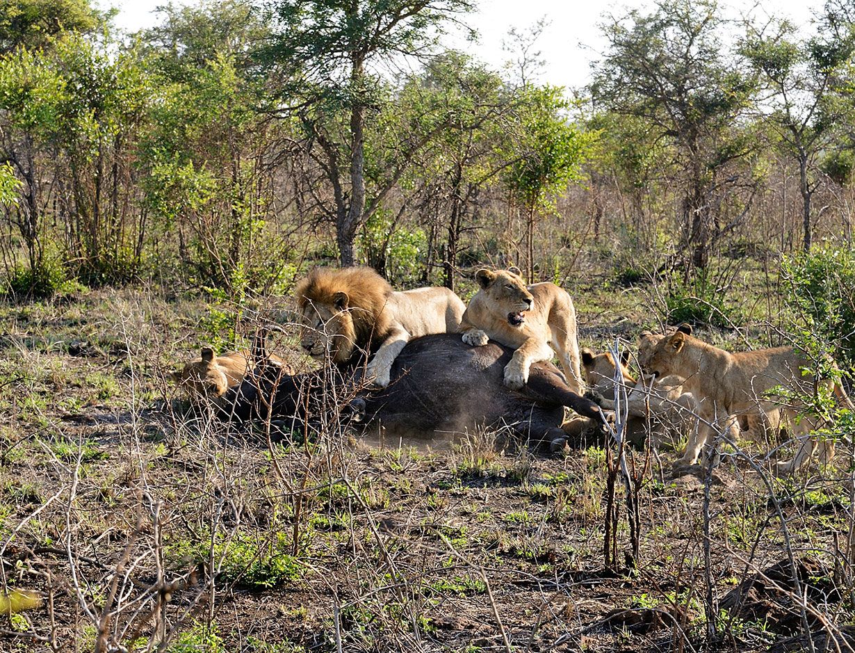 Naarasleijonat käyvät puhvelin kimppuun ensin. Uros tulee apuun, kun saalis on saarrettu.