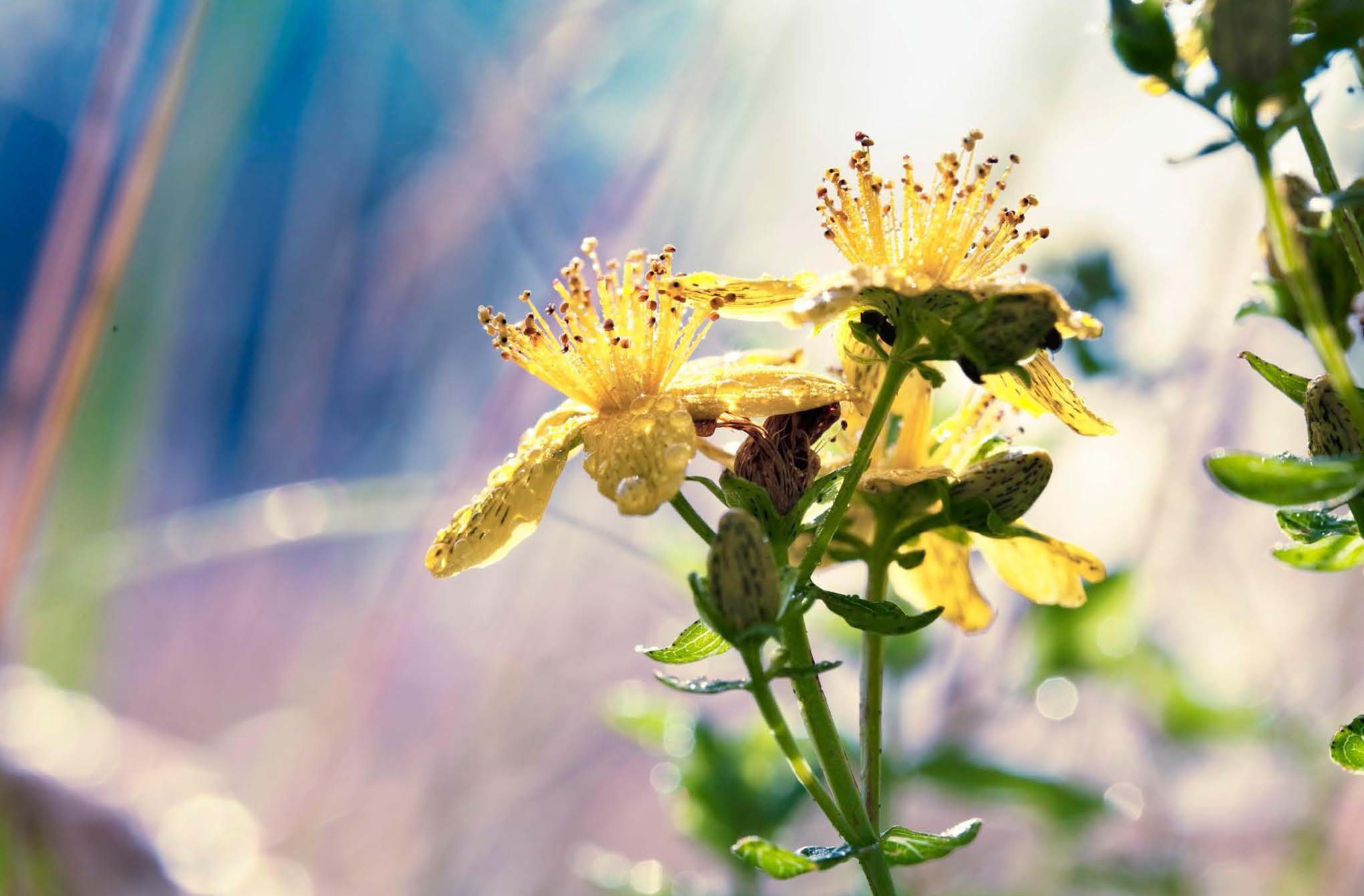 Mäkikuisma helpottaa tutkimusten mukaan masennuksen oireita.