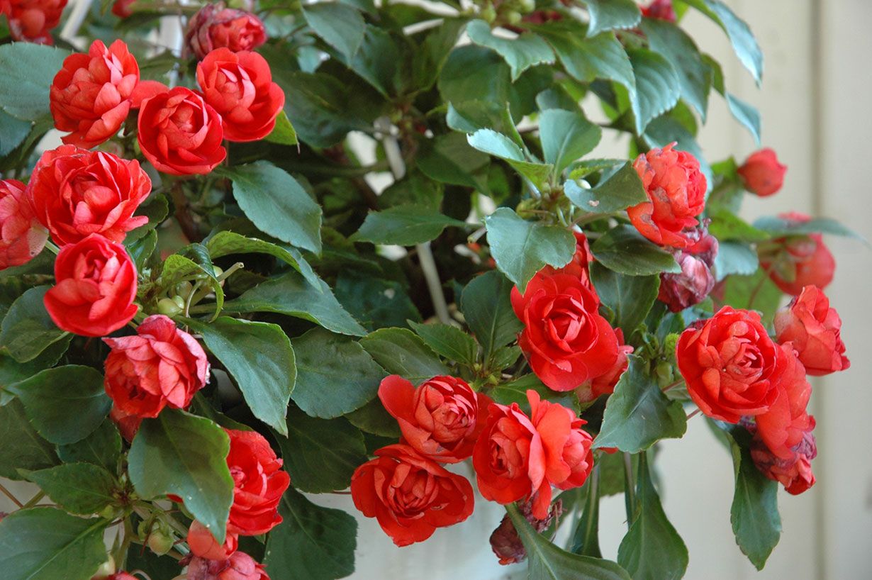 Ruusuliisa säilyy hehkeänä, kun ei kastu liikaa.