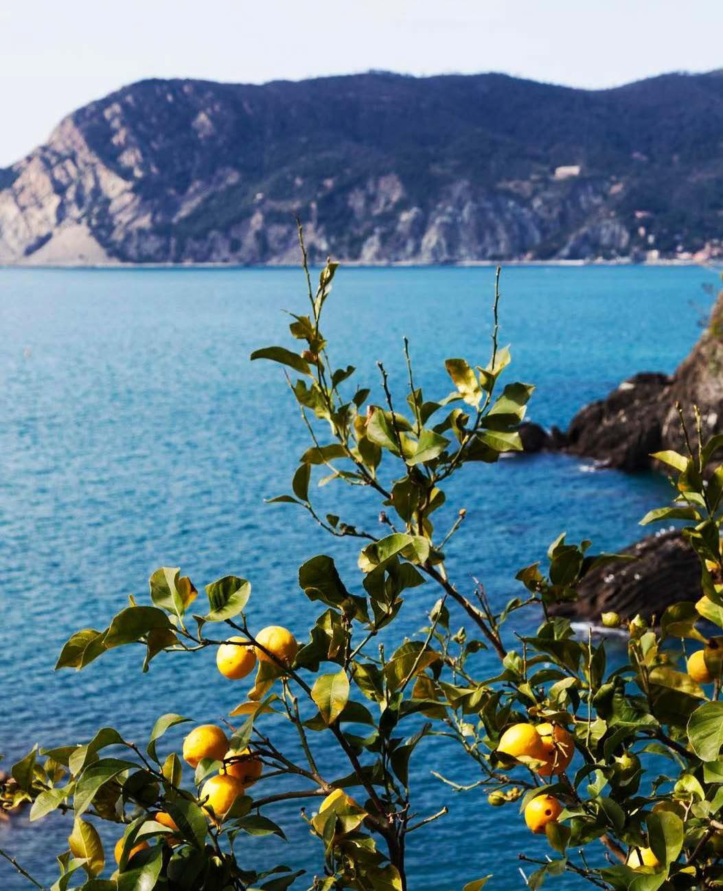 Monterosso järjestää sitruunafestivaalin toukokuussa.