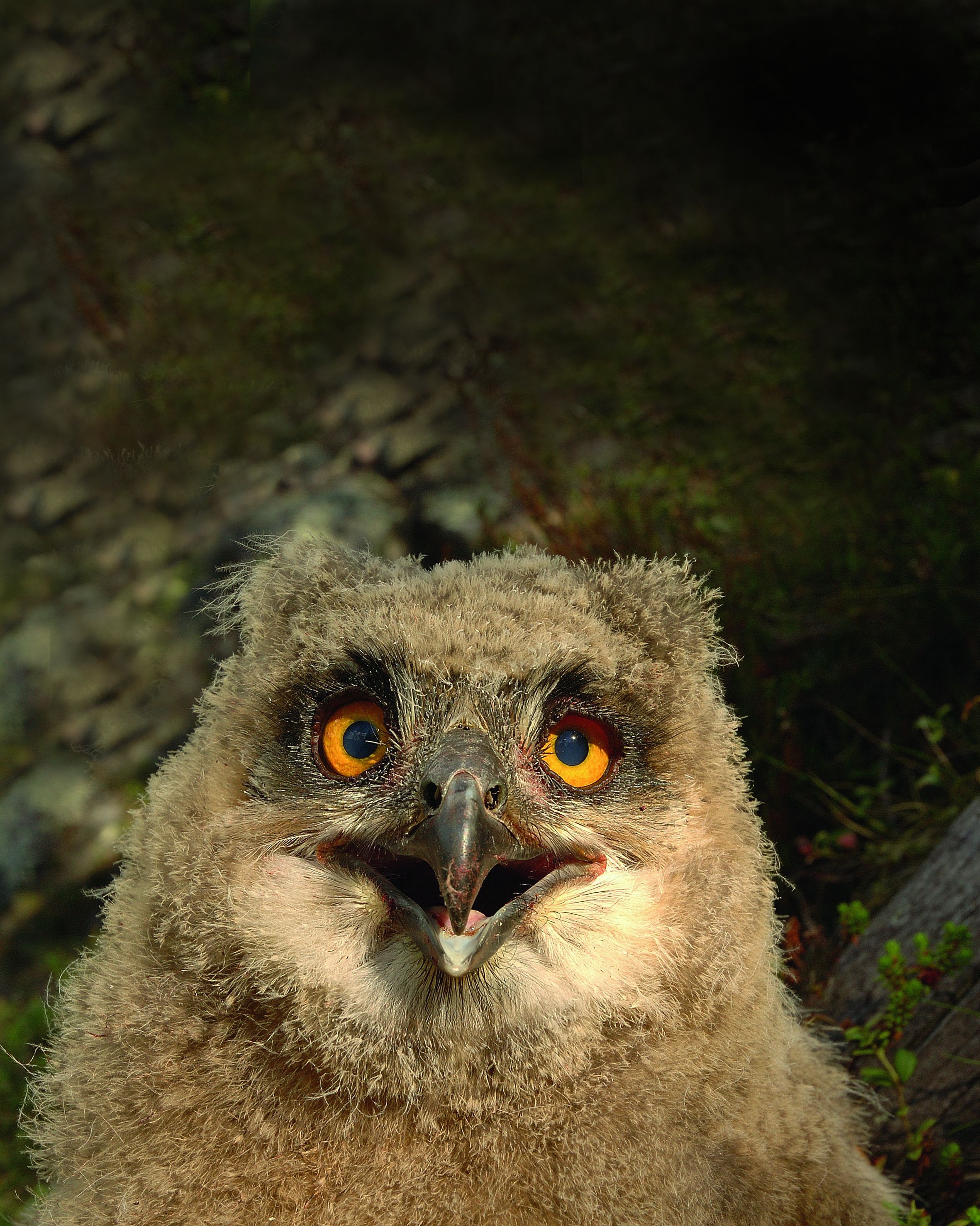 Huuhkajanpoikasen voi nähdä harhailemassa pesän lähistöllä.