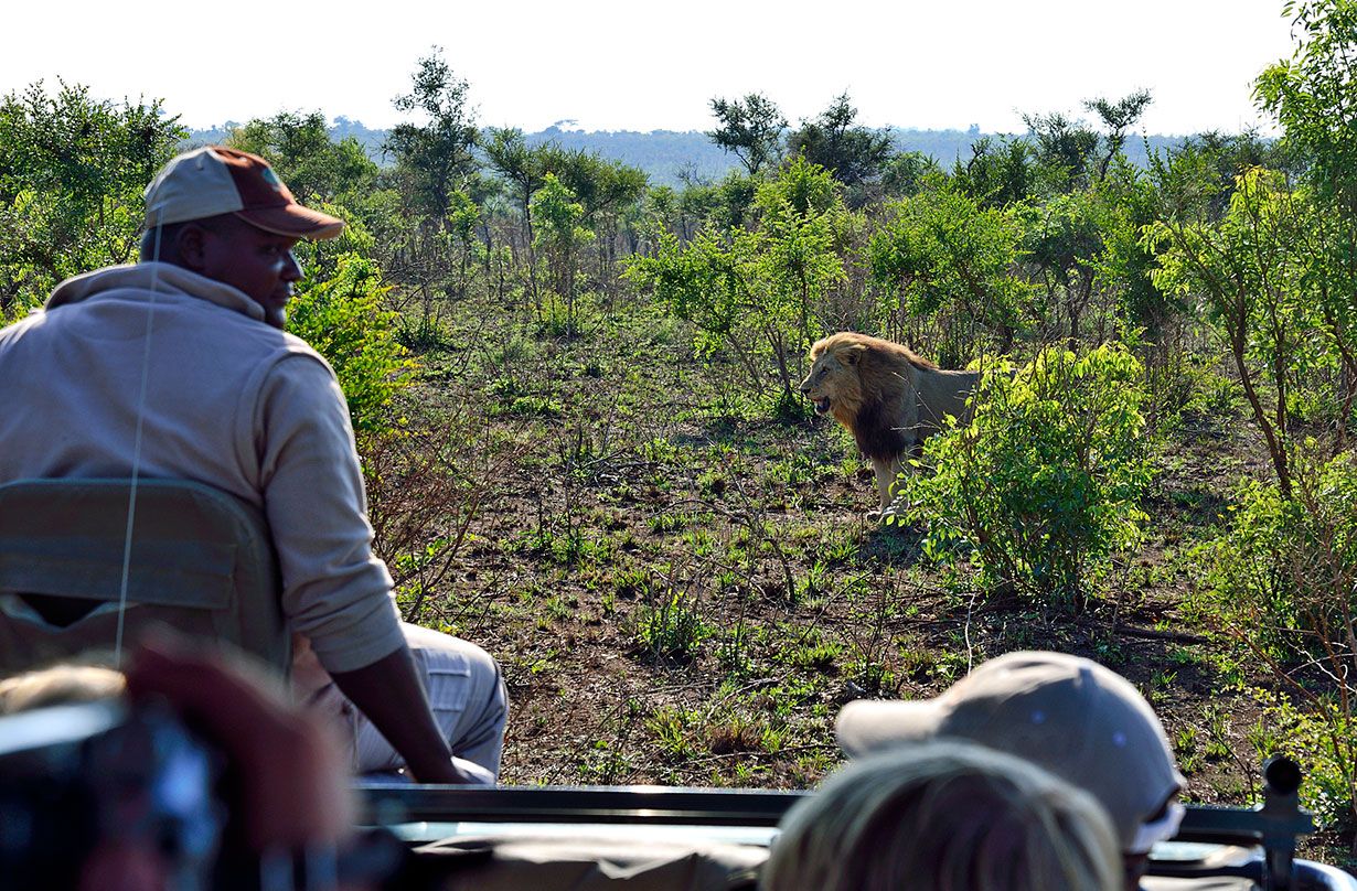 Leijonat eivät häiriinny ihmisistä. Safarilla voi päästä seuraamaan aivan vierestä, kun ne metsästävät.