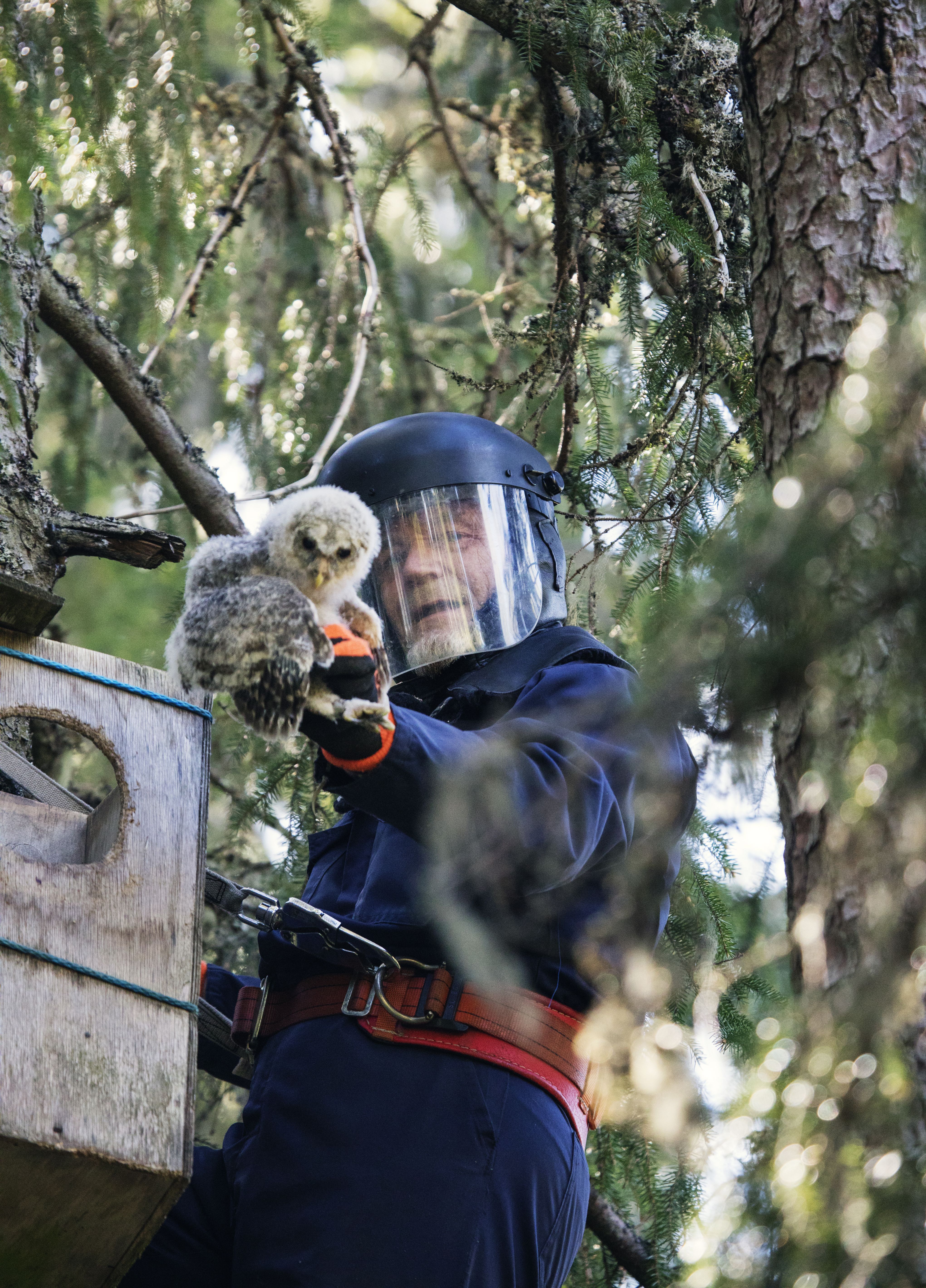 Pöllönpoikanen on Heikistä aina sykähdyttävä ilmestys.