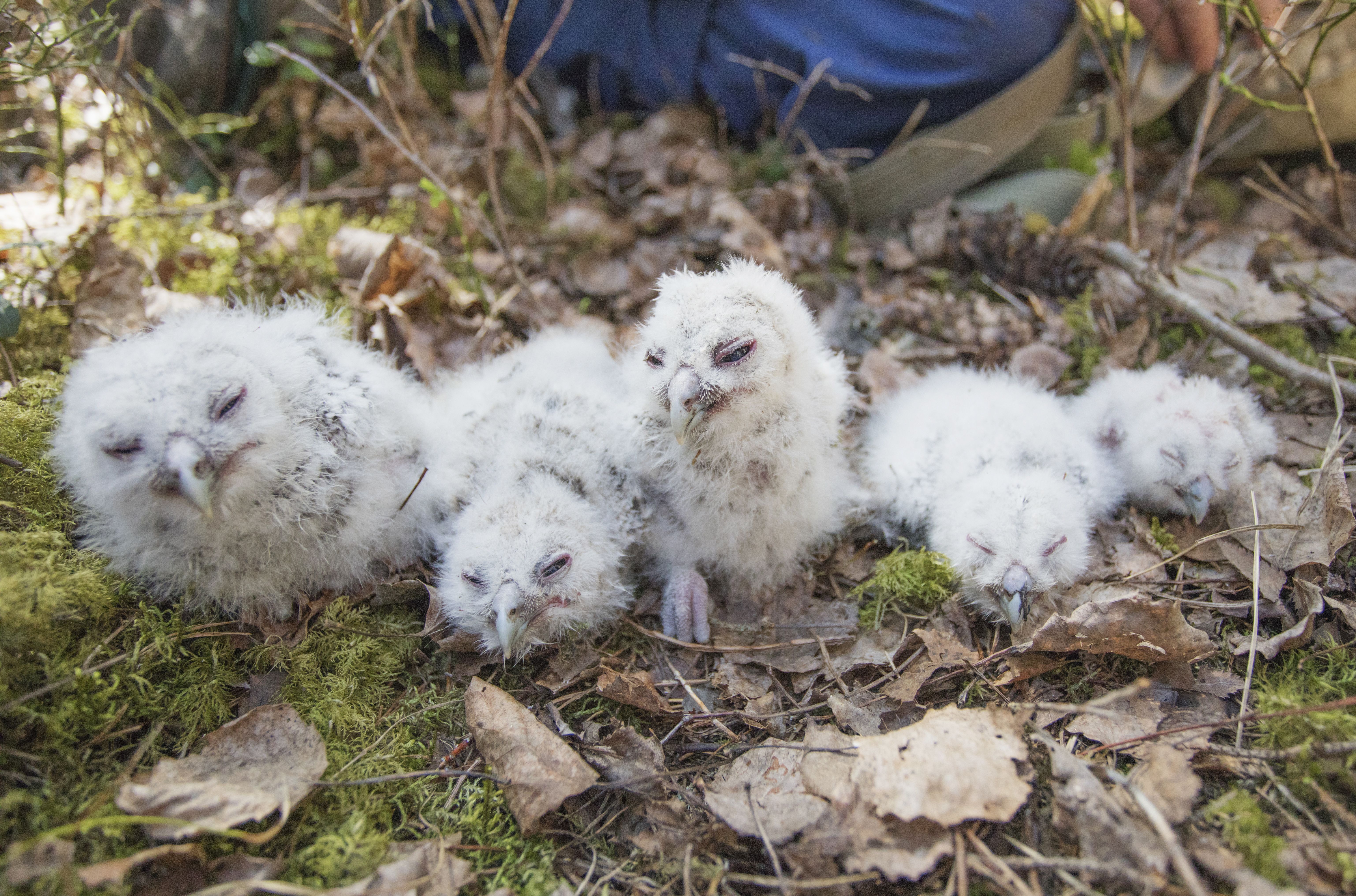 Maasta löytyvää poikasta ei saa alkaa siirrellä. – Se on liian vaarallista touhua, Heikki toteaa.