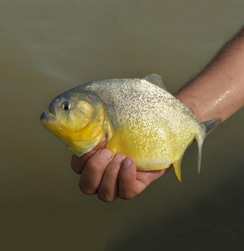 Piranjan hampaat ovat kuin tikarit.