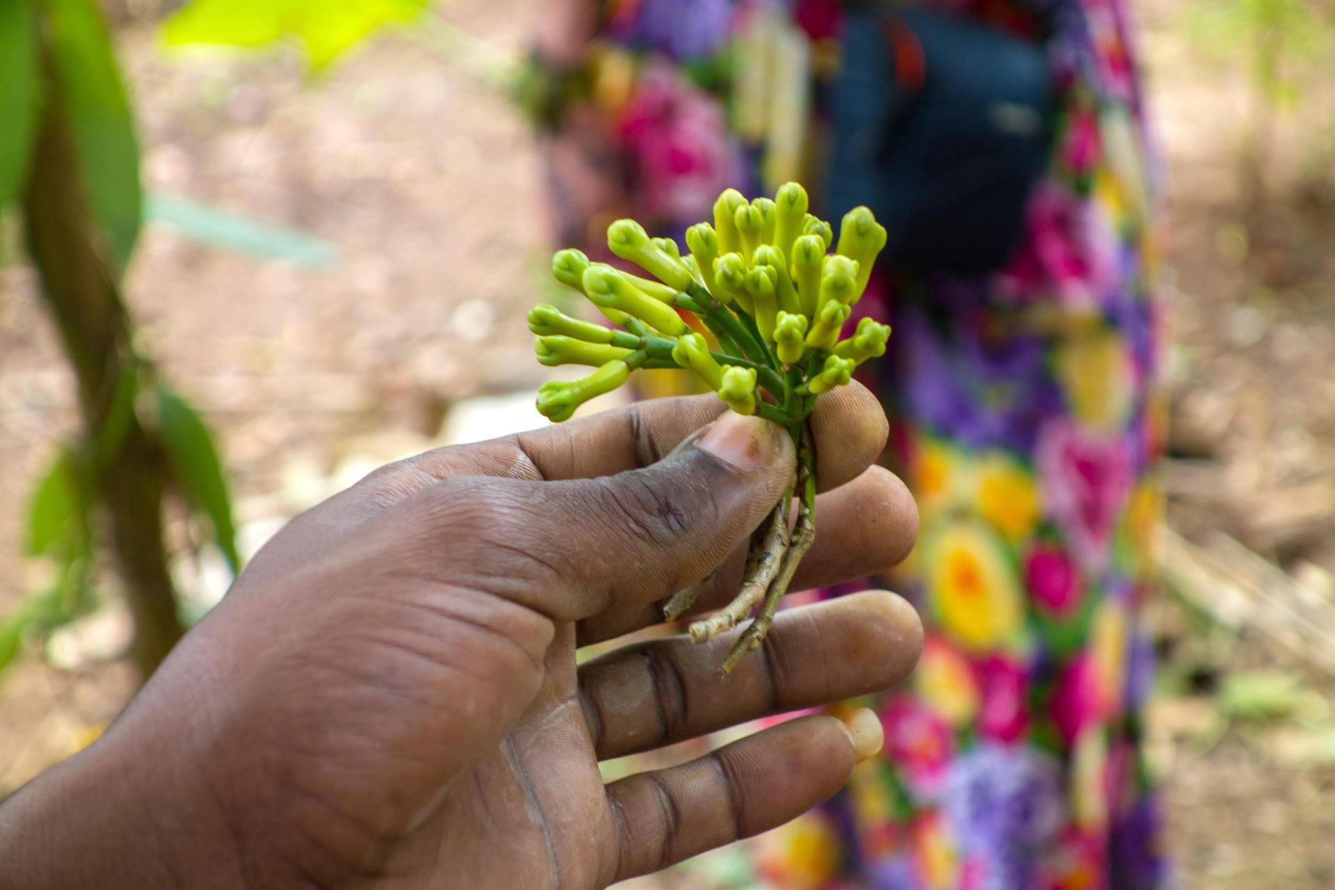 Mausteneilikan kukat poimitaan nuppuina.